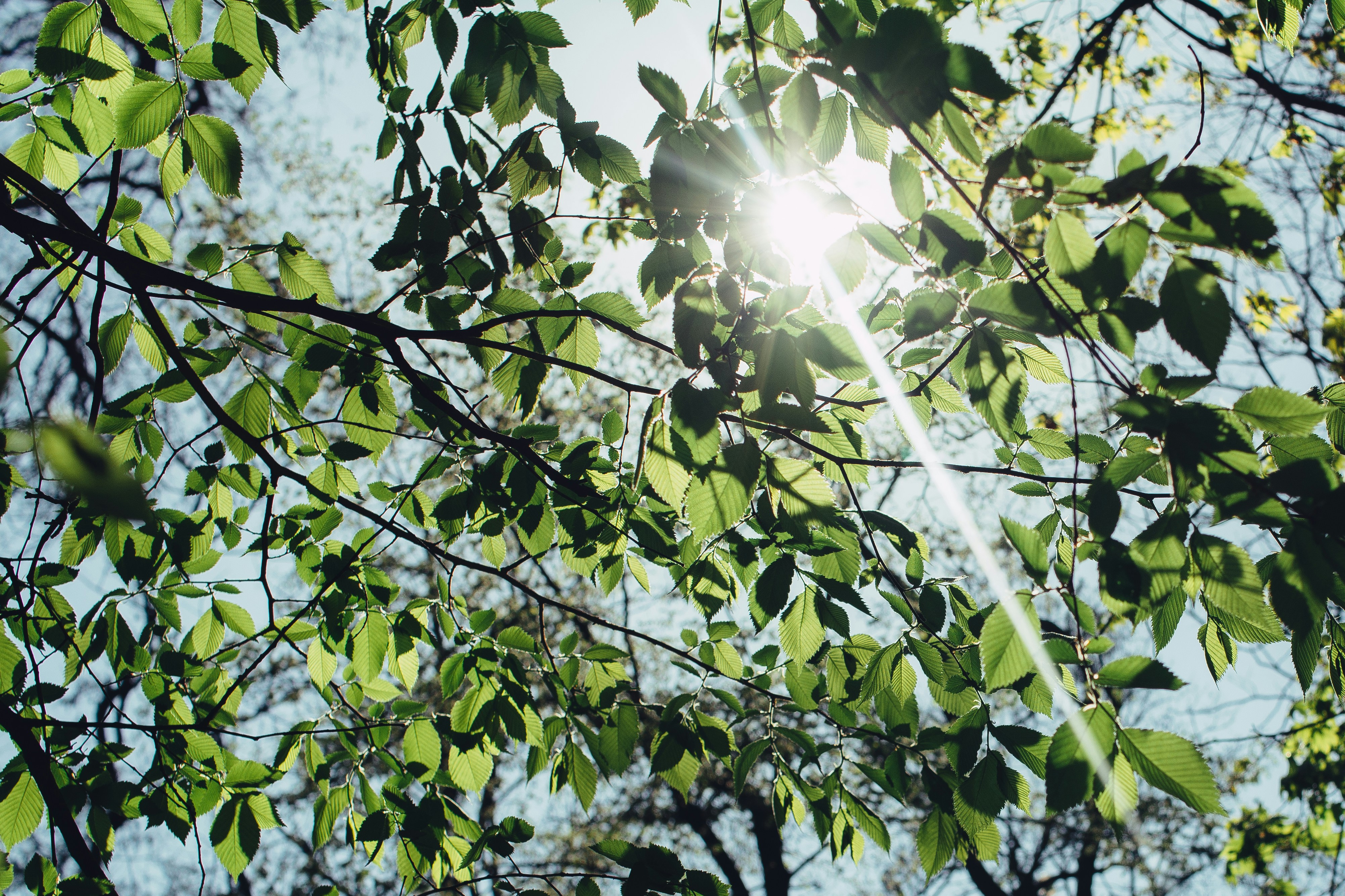 Sunlight Through Green Tree Leaves