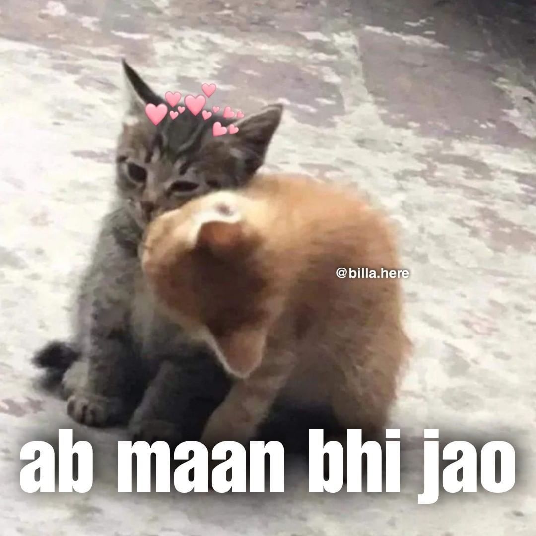 Two Cuddling Kittens Cute Meme