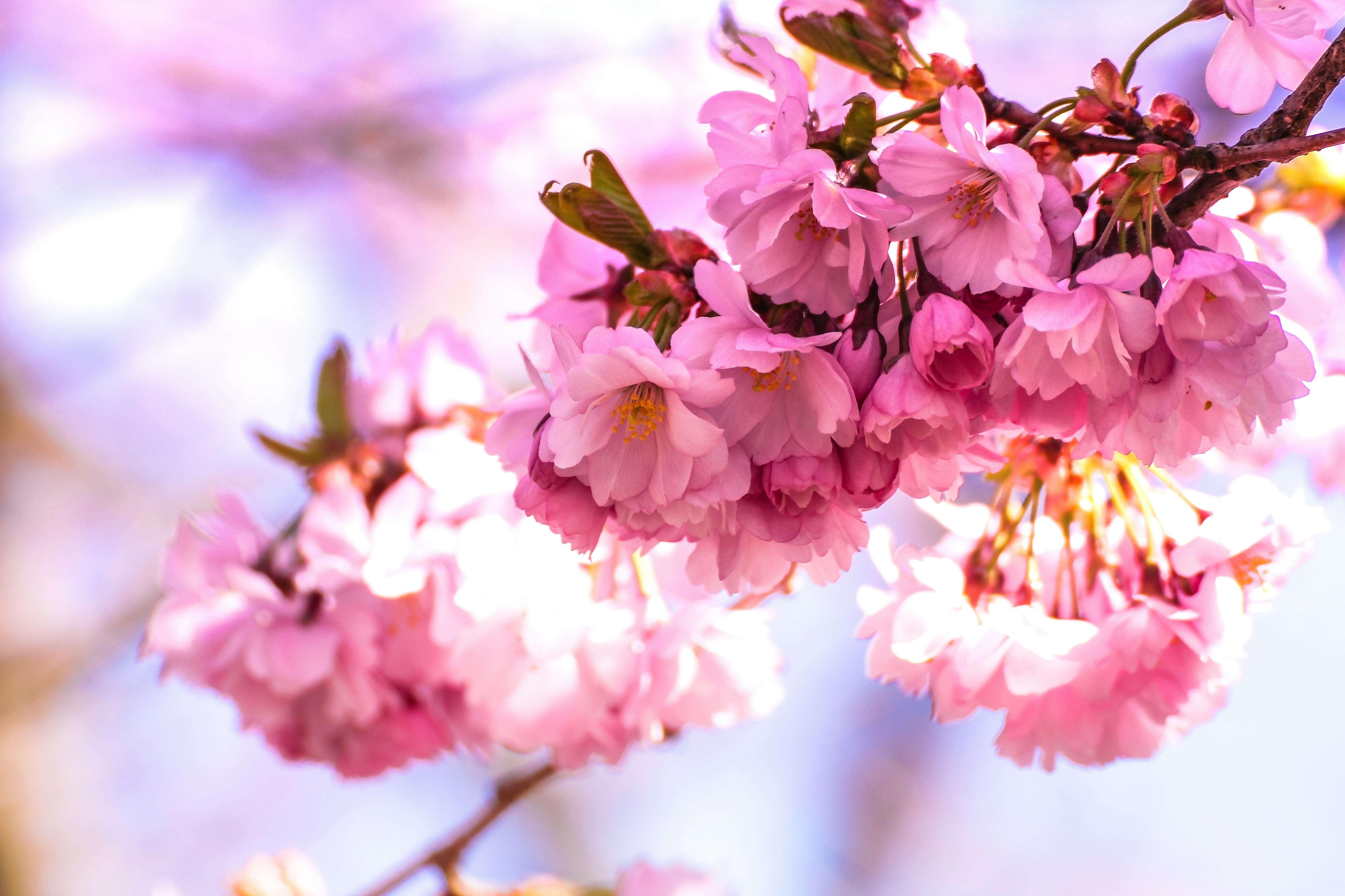 Blooming Pink Cherry Blossoms