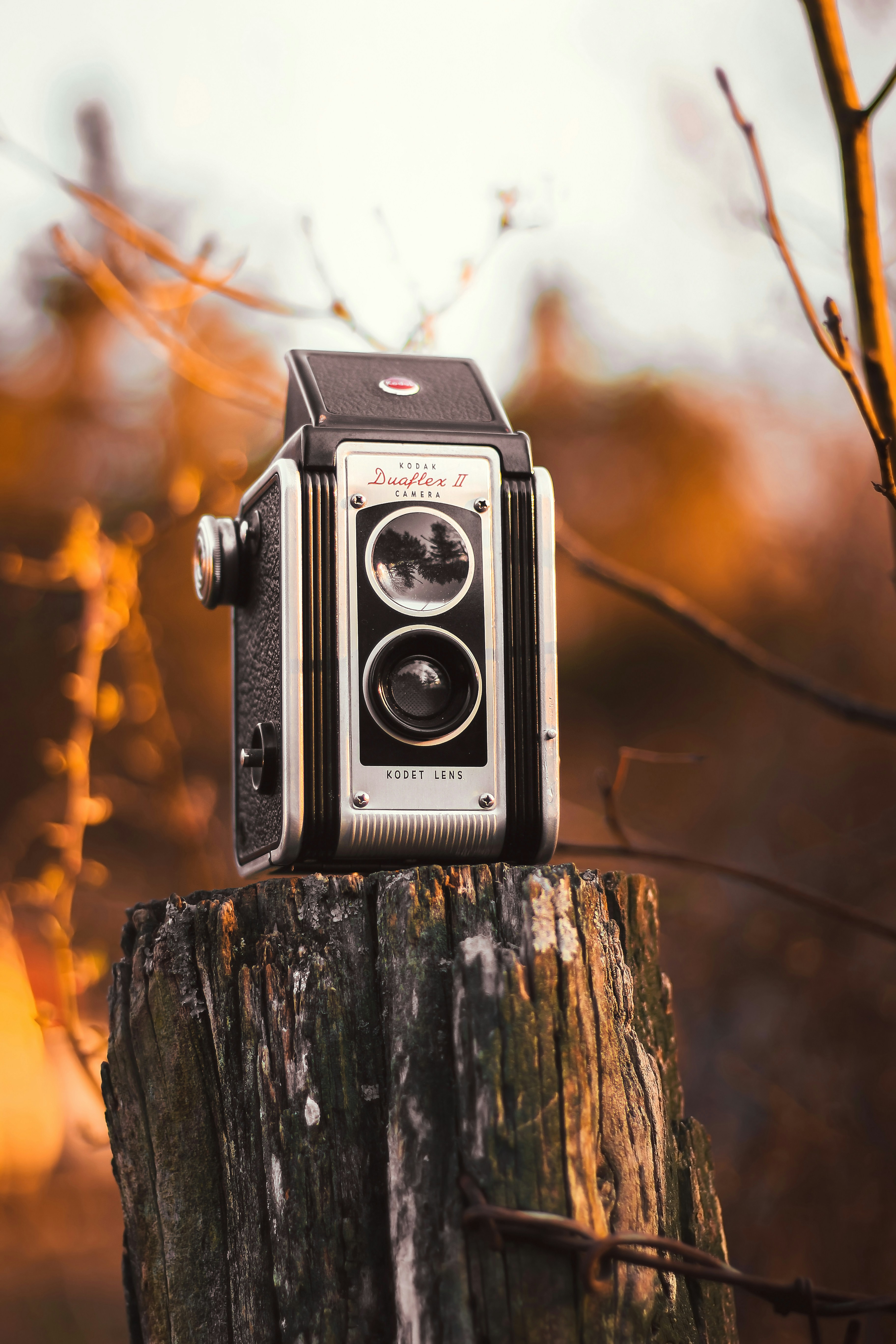 Vintage Kodak Camera on Tree Stump