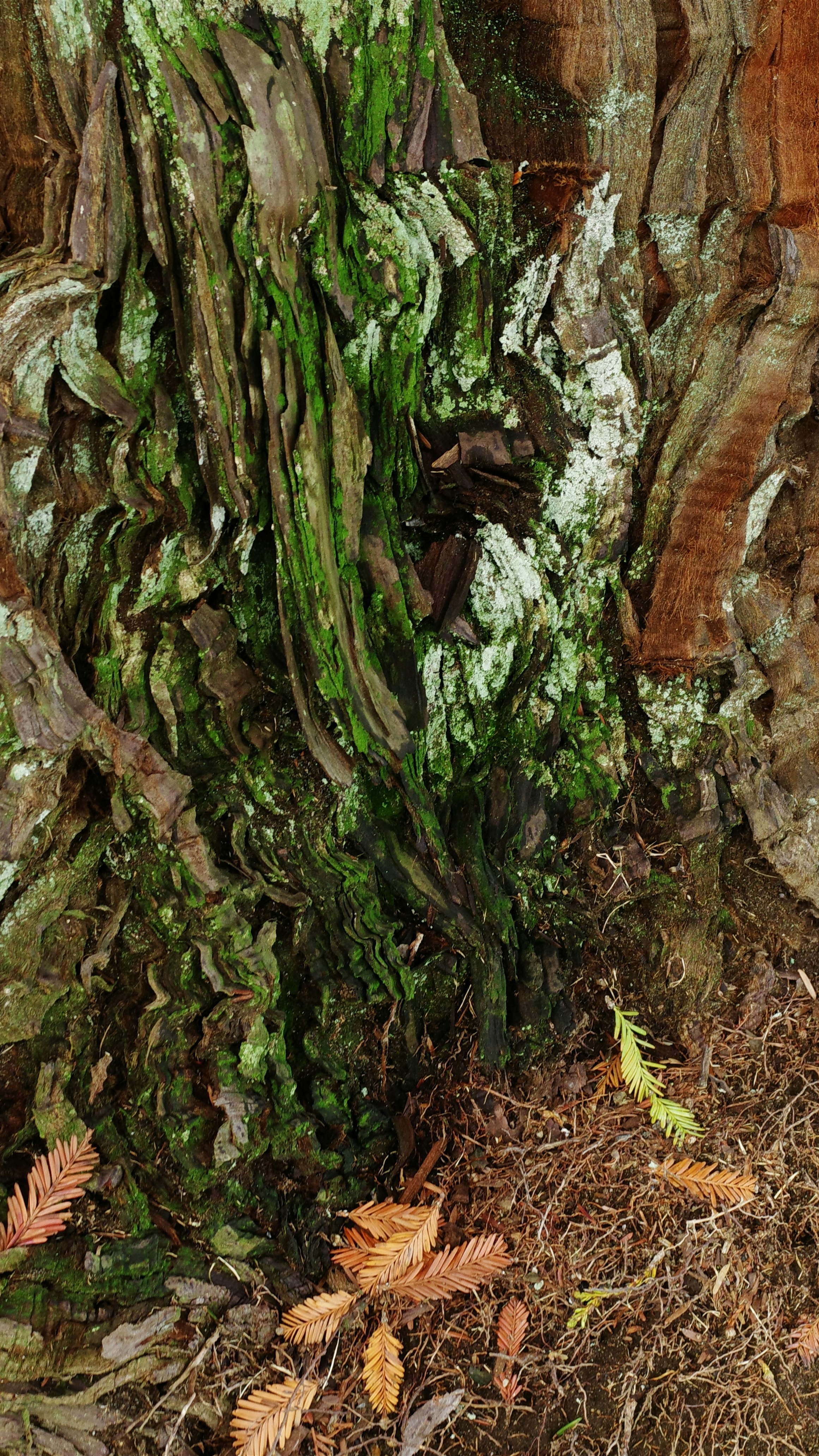 Moss Covered Old Tree Bark