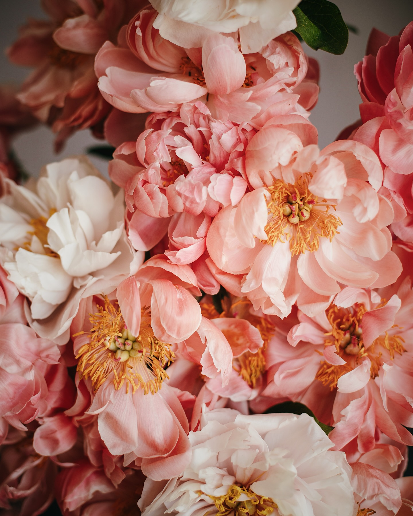 Bouquet of Blooming Peonies