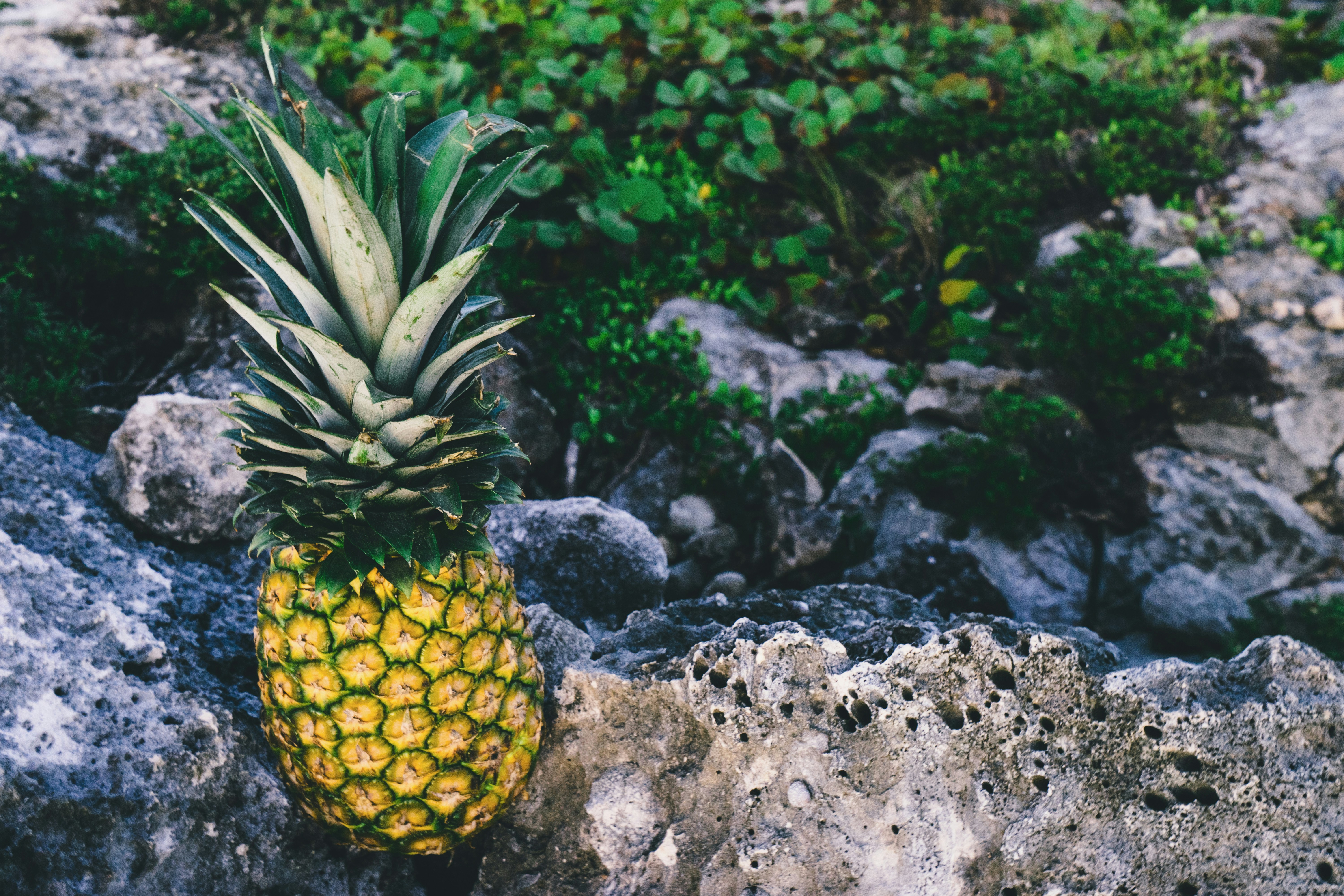 Whole Pineapple On Rocks