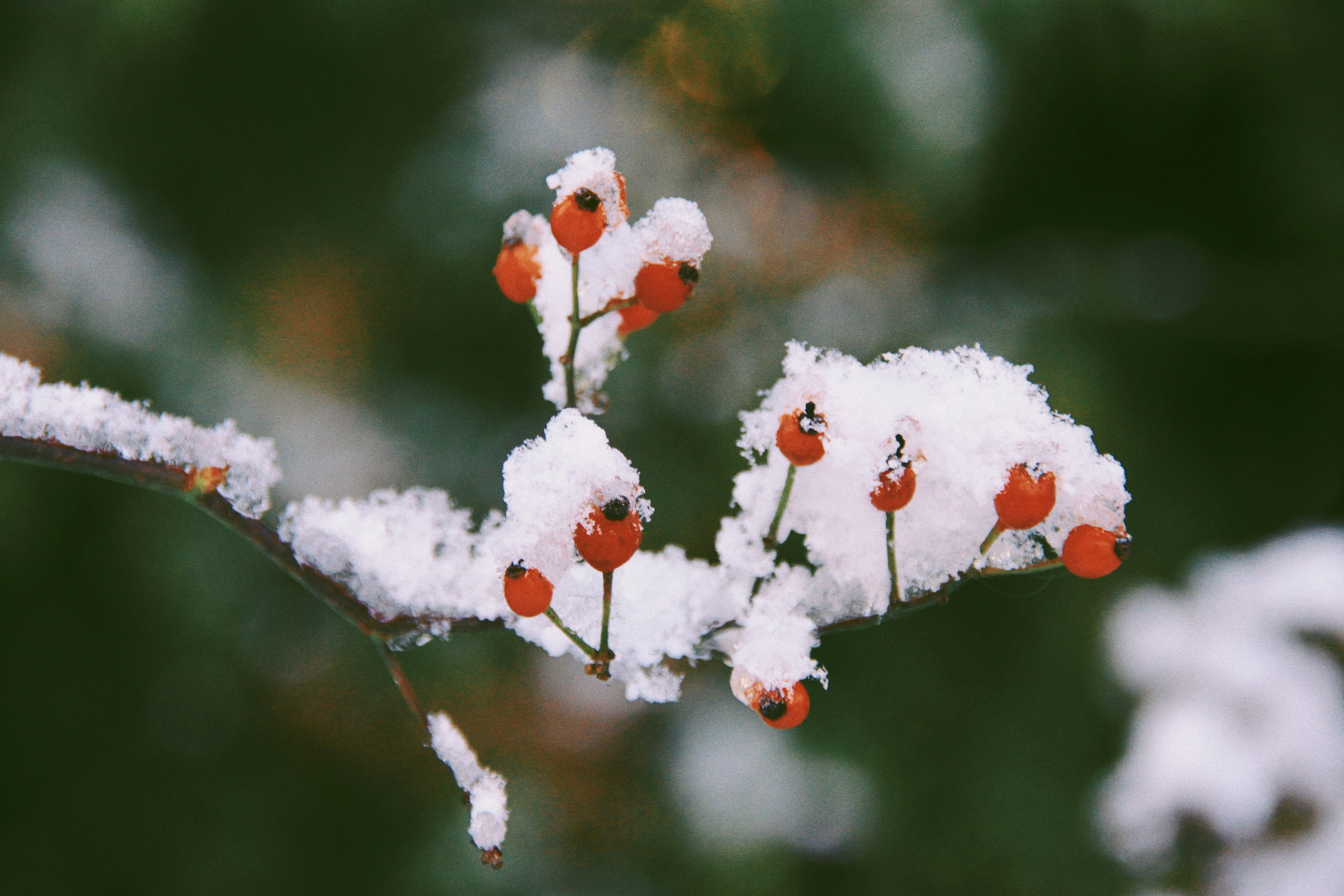 Red Berries Covered in Snow