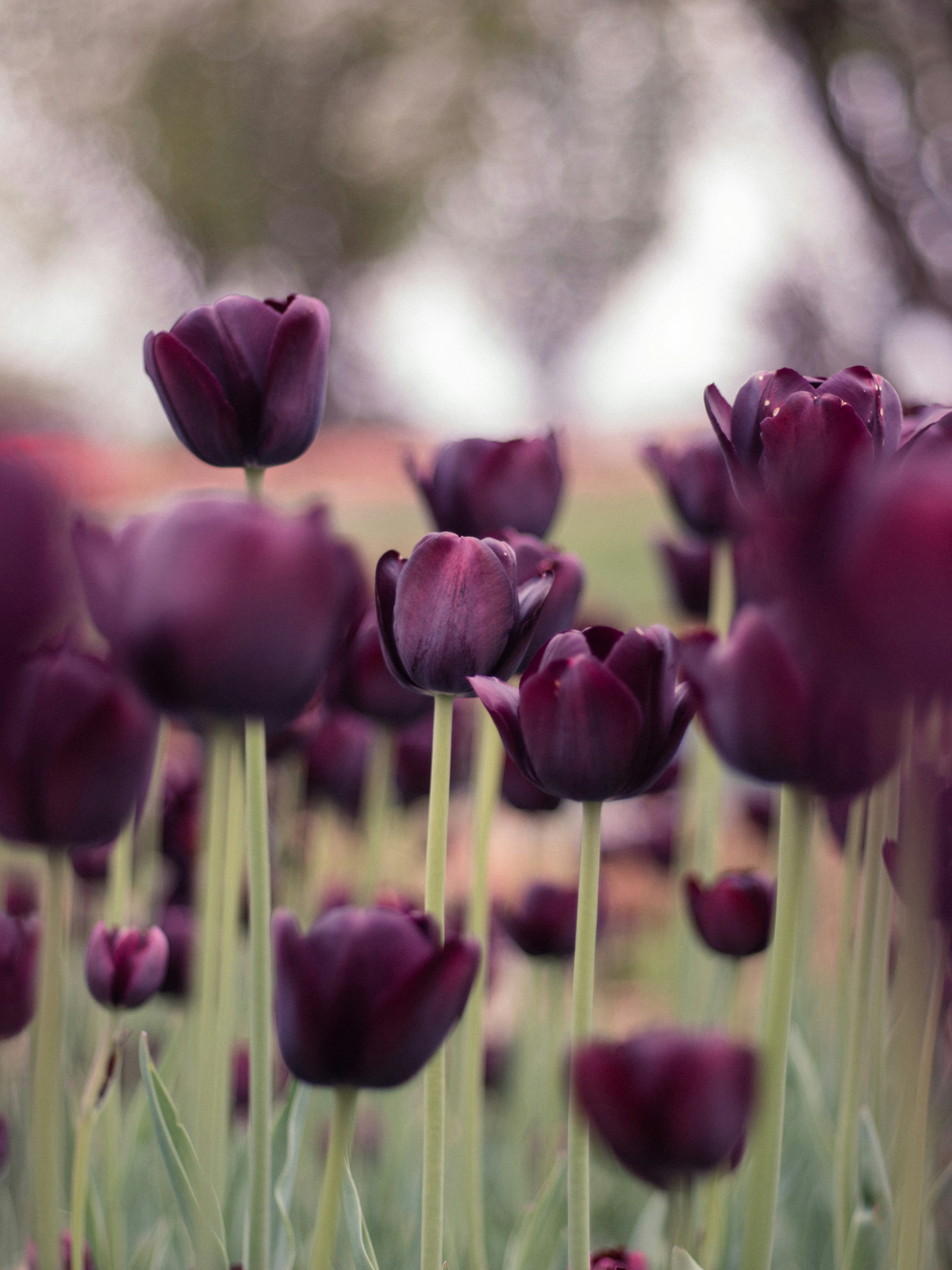 Field of Dark Purple Tulips