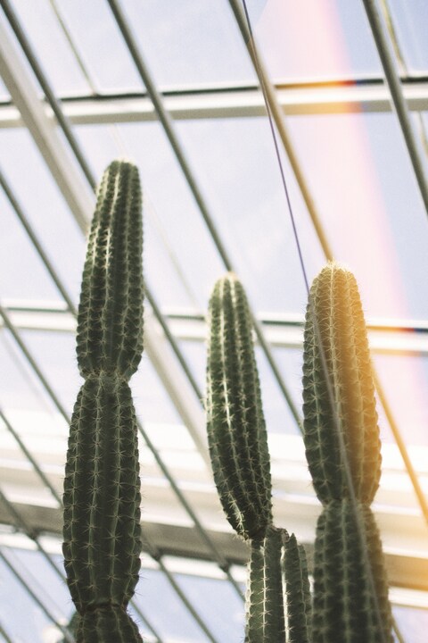 Columnar Cacti Under Glass Roof