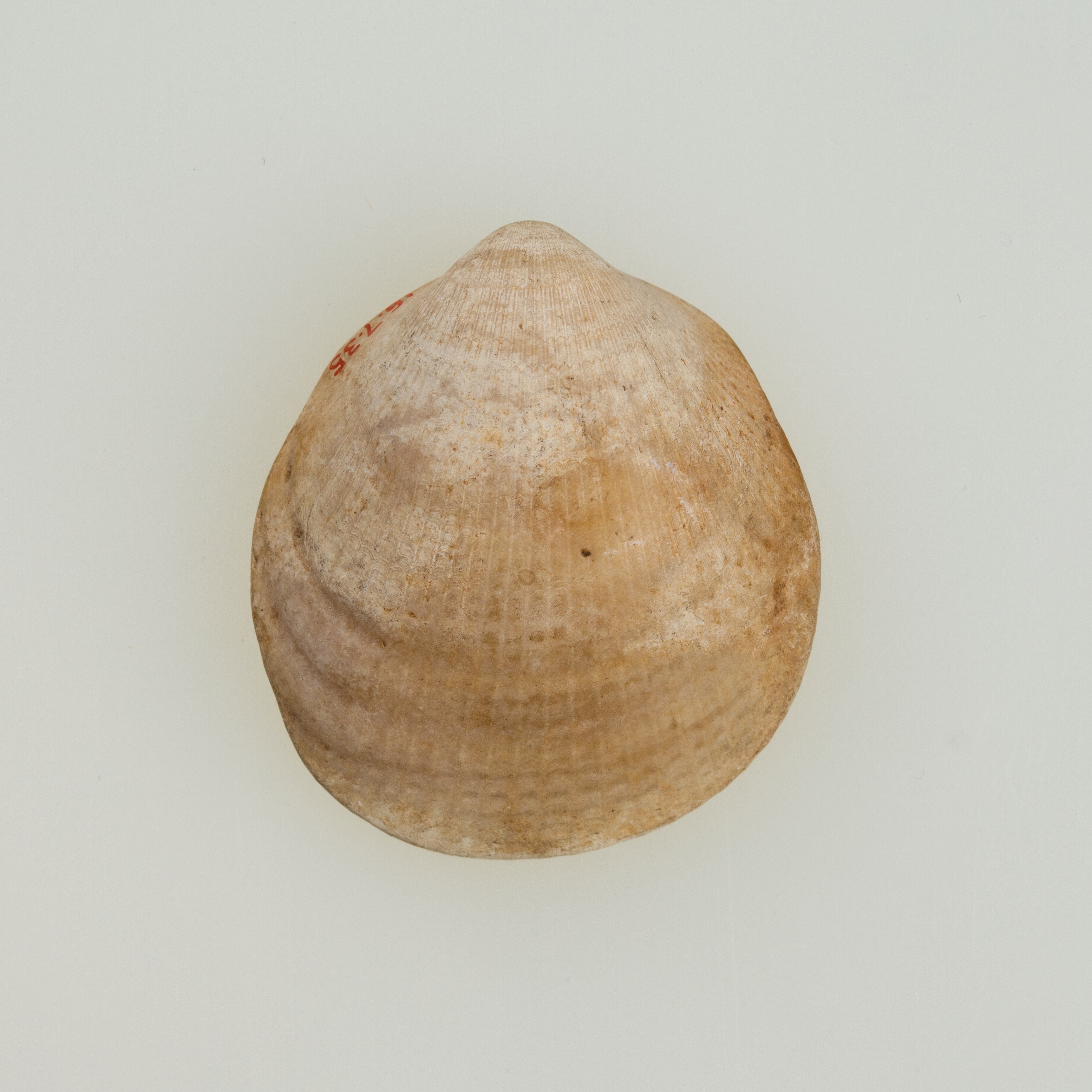 Single Clam Shell Specimen