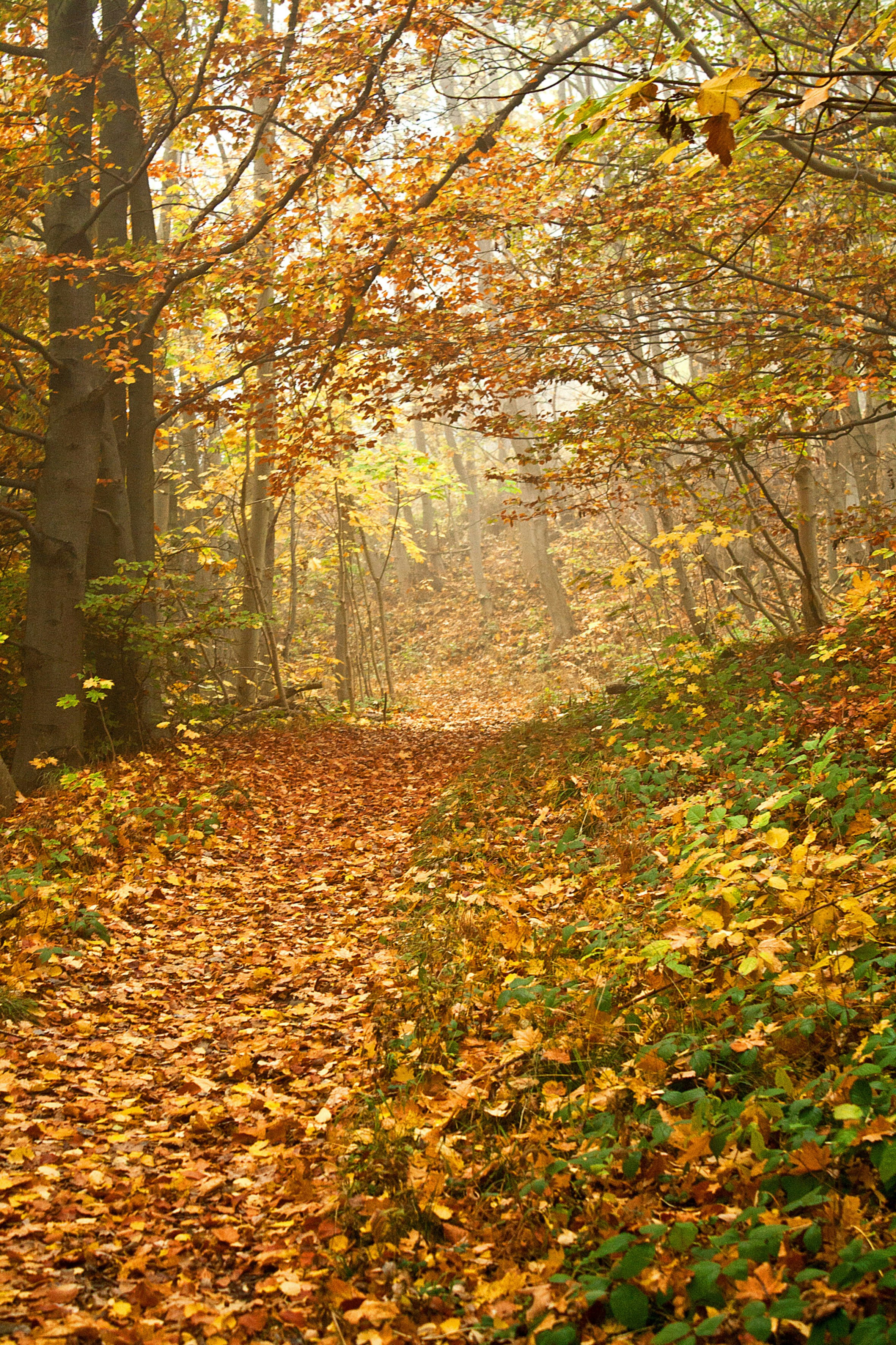 Foggy Autumn Forest Path