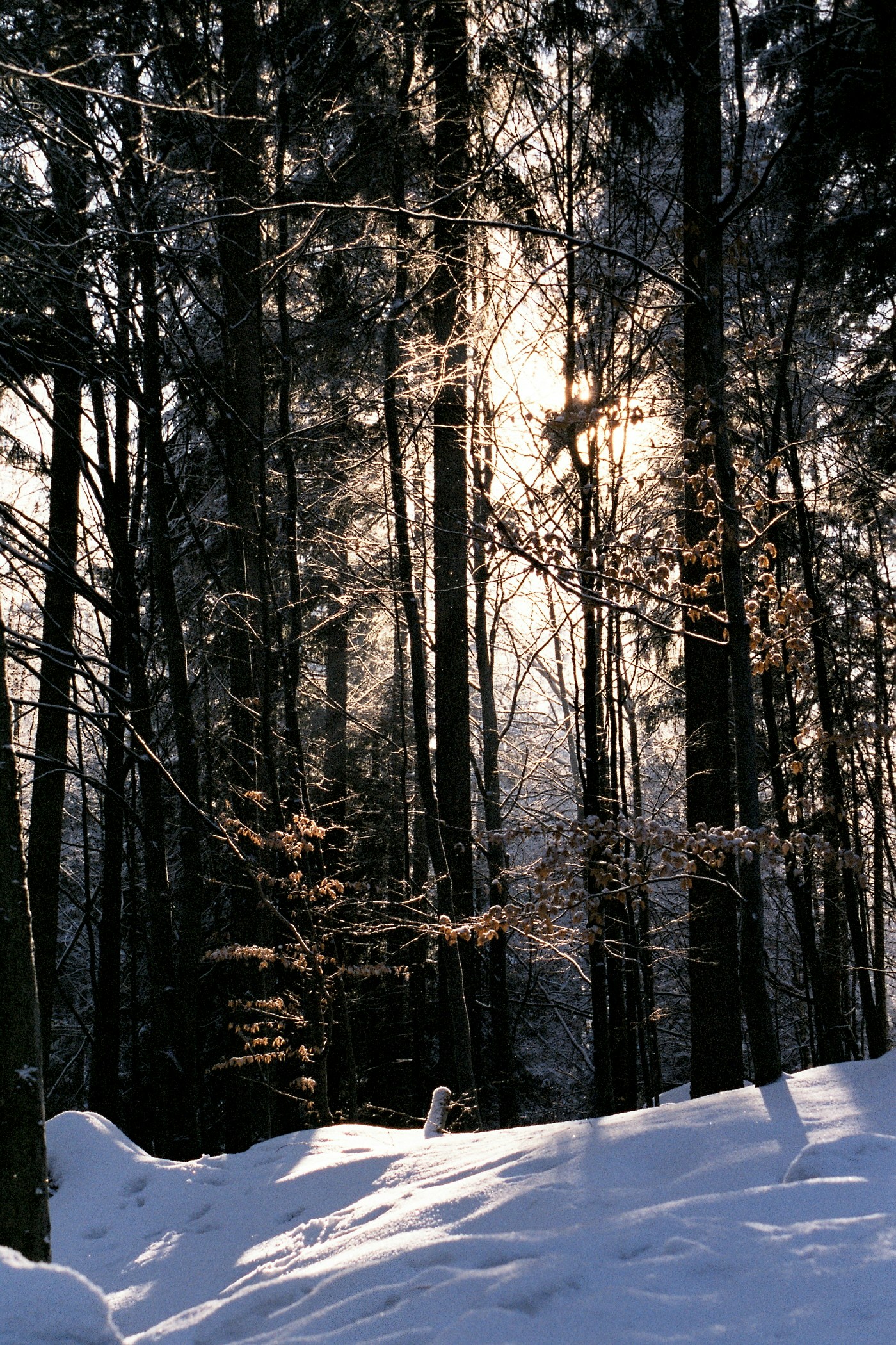 Sunlit Snowy Winter Forest