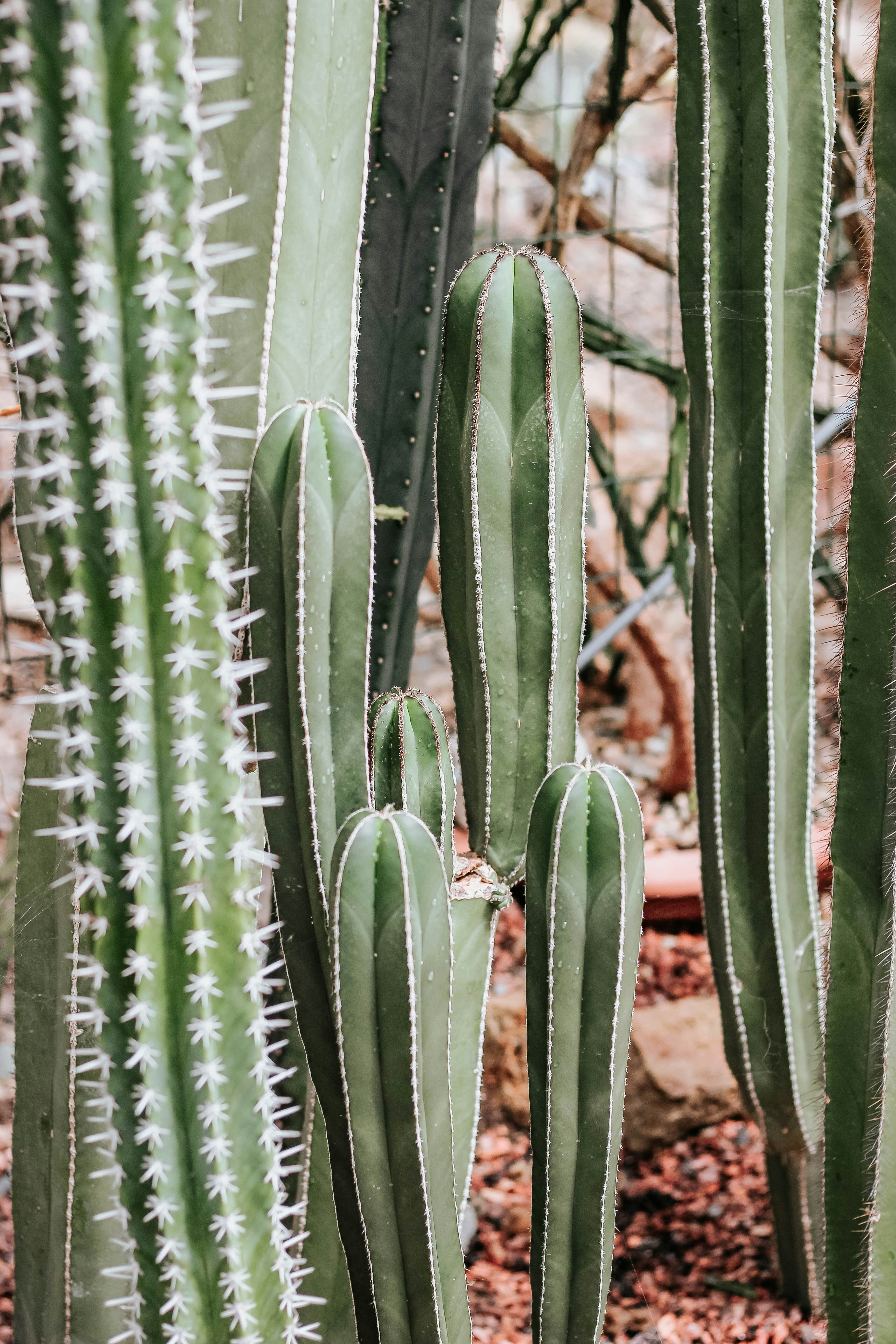 Close-up of Columnar Cacti