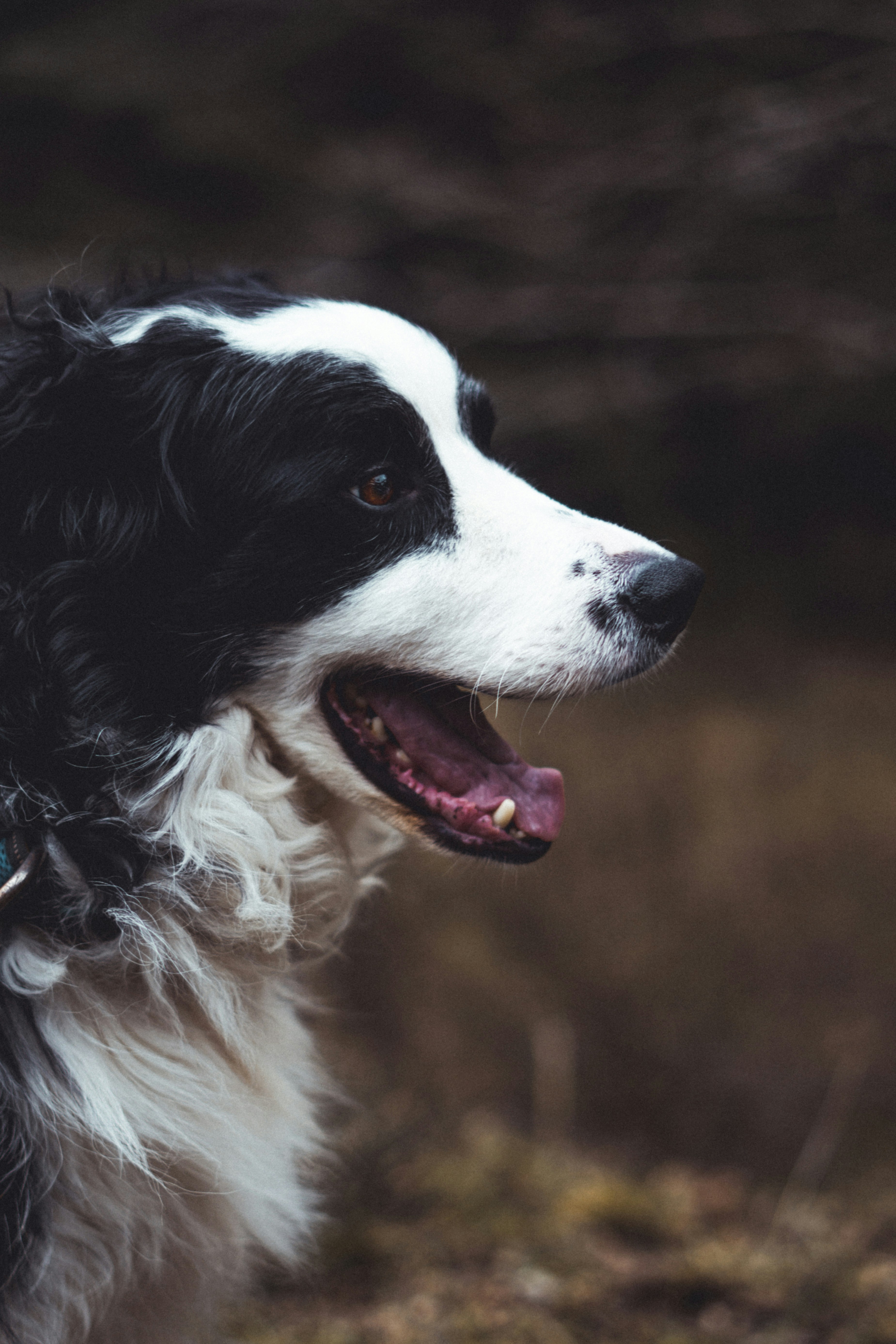 Side Profile of a Black and White Dog