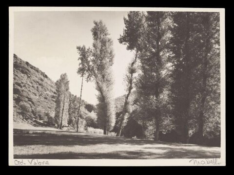 Vabre Valley Tree Landscape