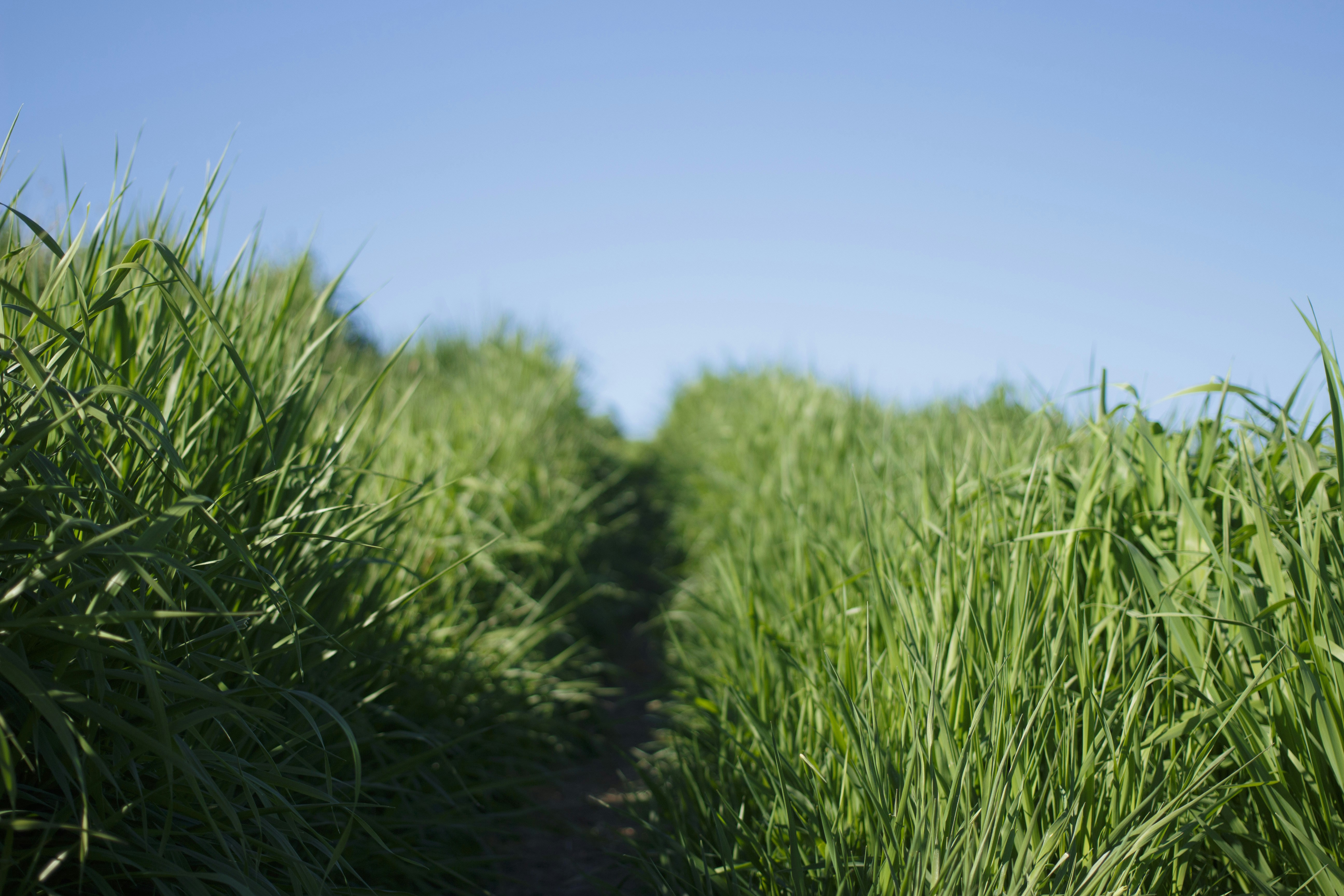 Grass Path Under Clear Blue Sky
