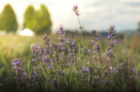 Sunlit Lavender Field