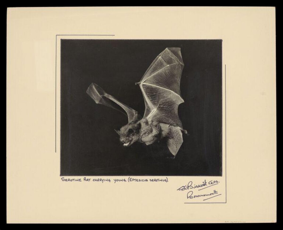 Serotine Bat Carrying Young
