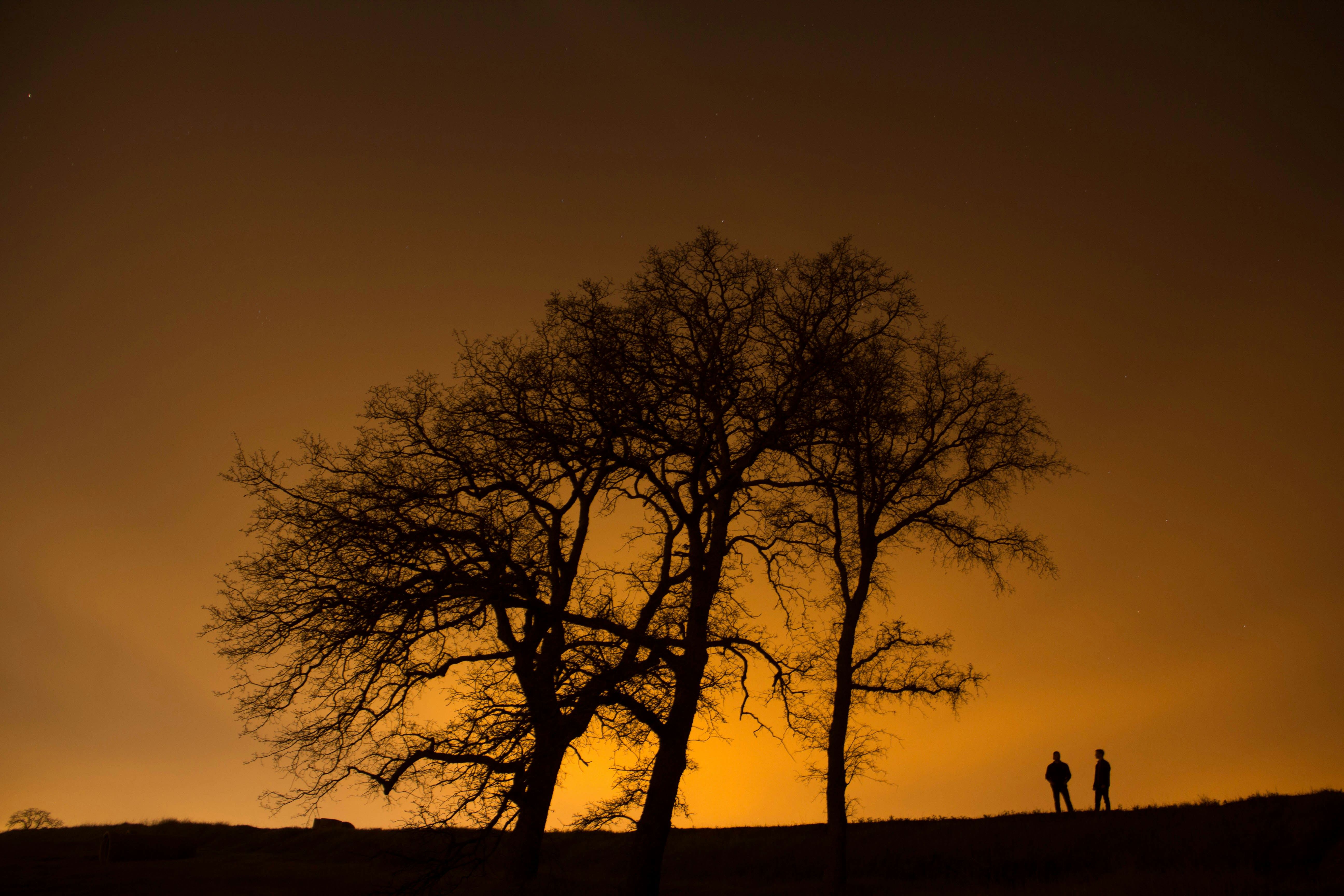 Dusk Silhouette of Trees and Two People