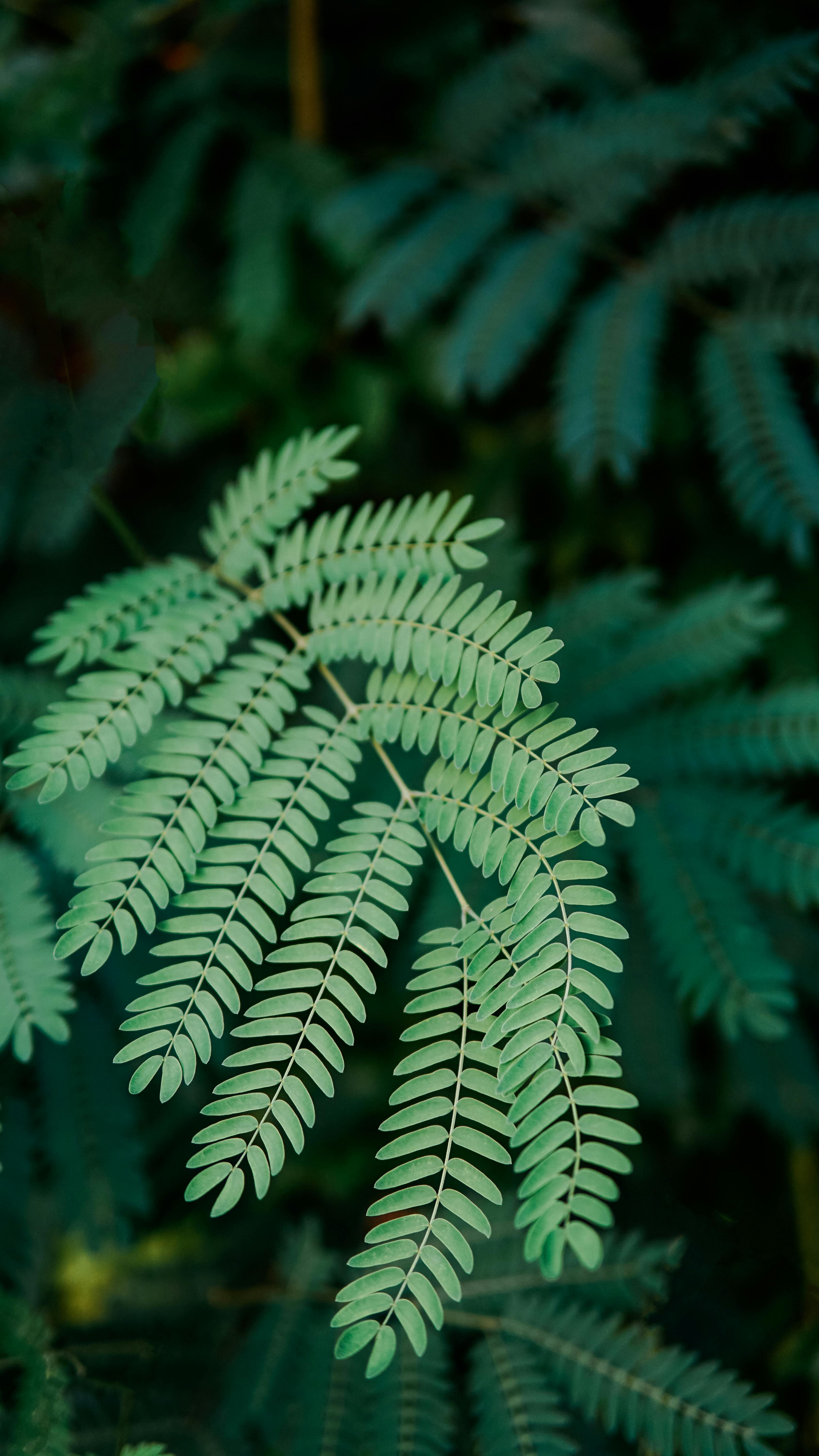 Forest & Flora