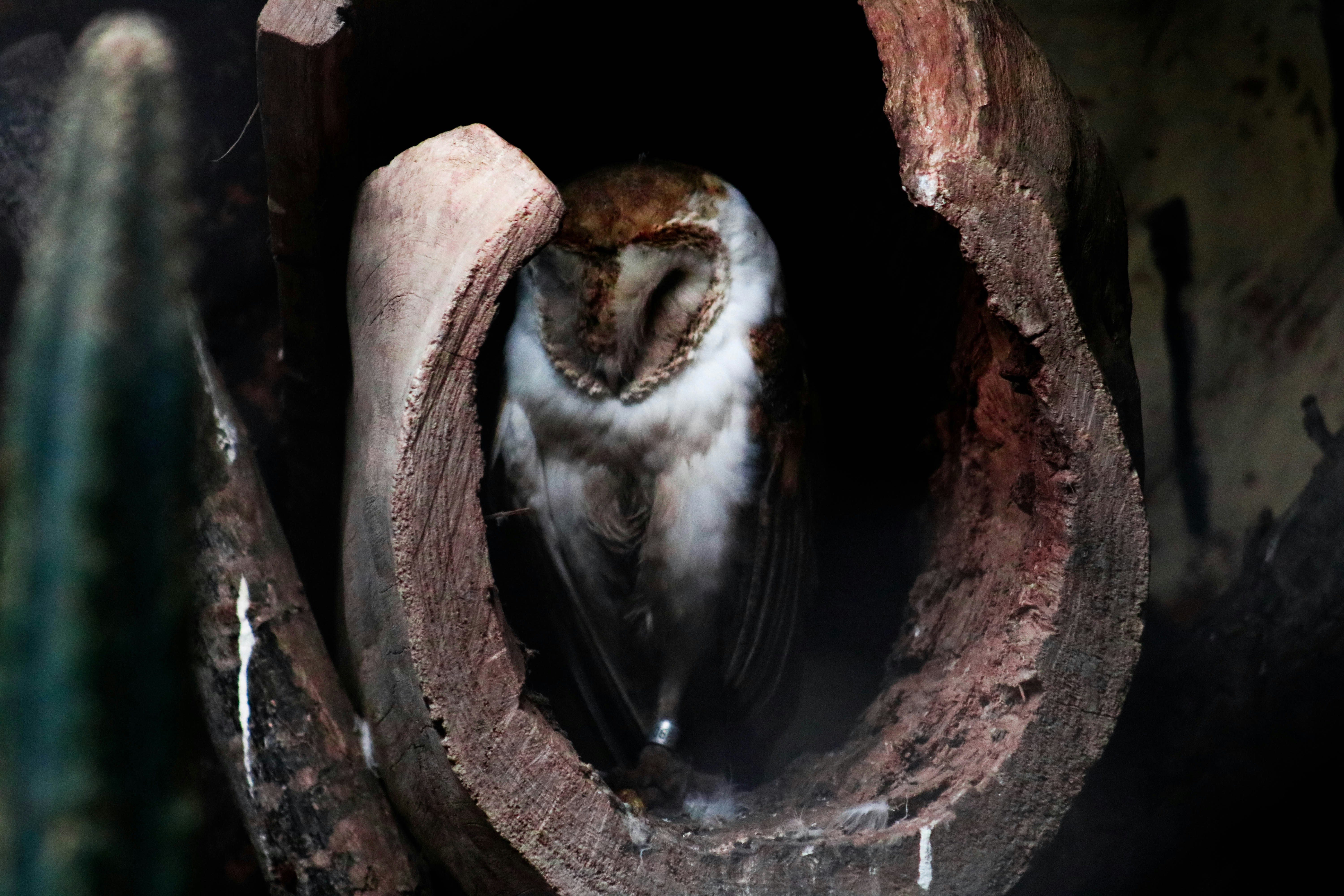 Barn Owl Resting In Hollow Log