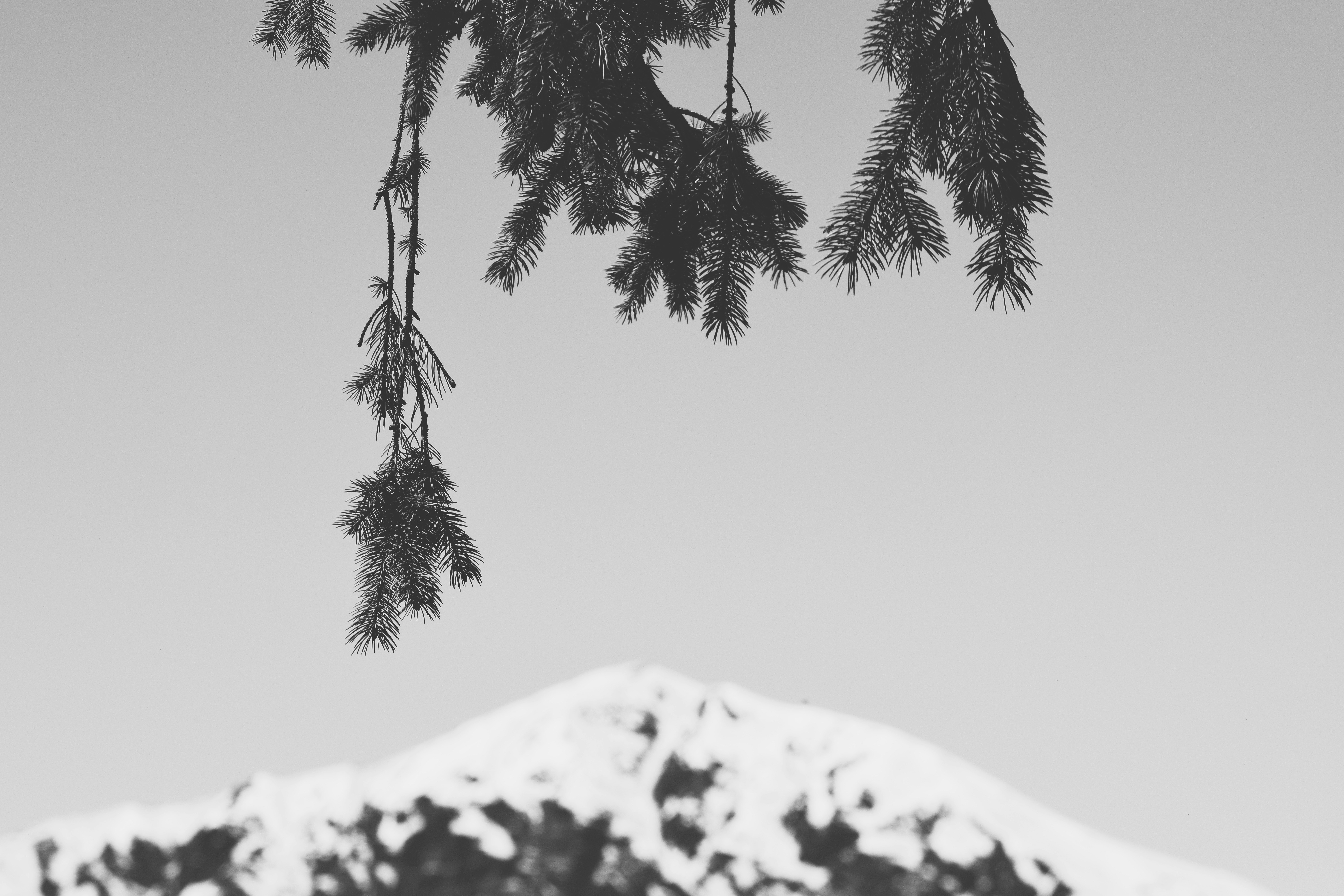 Pine Branches Over Snowy Mountain