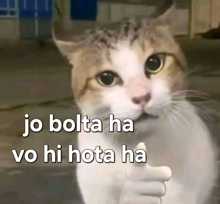 Thumbs Up Cat Hindi Meme