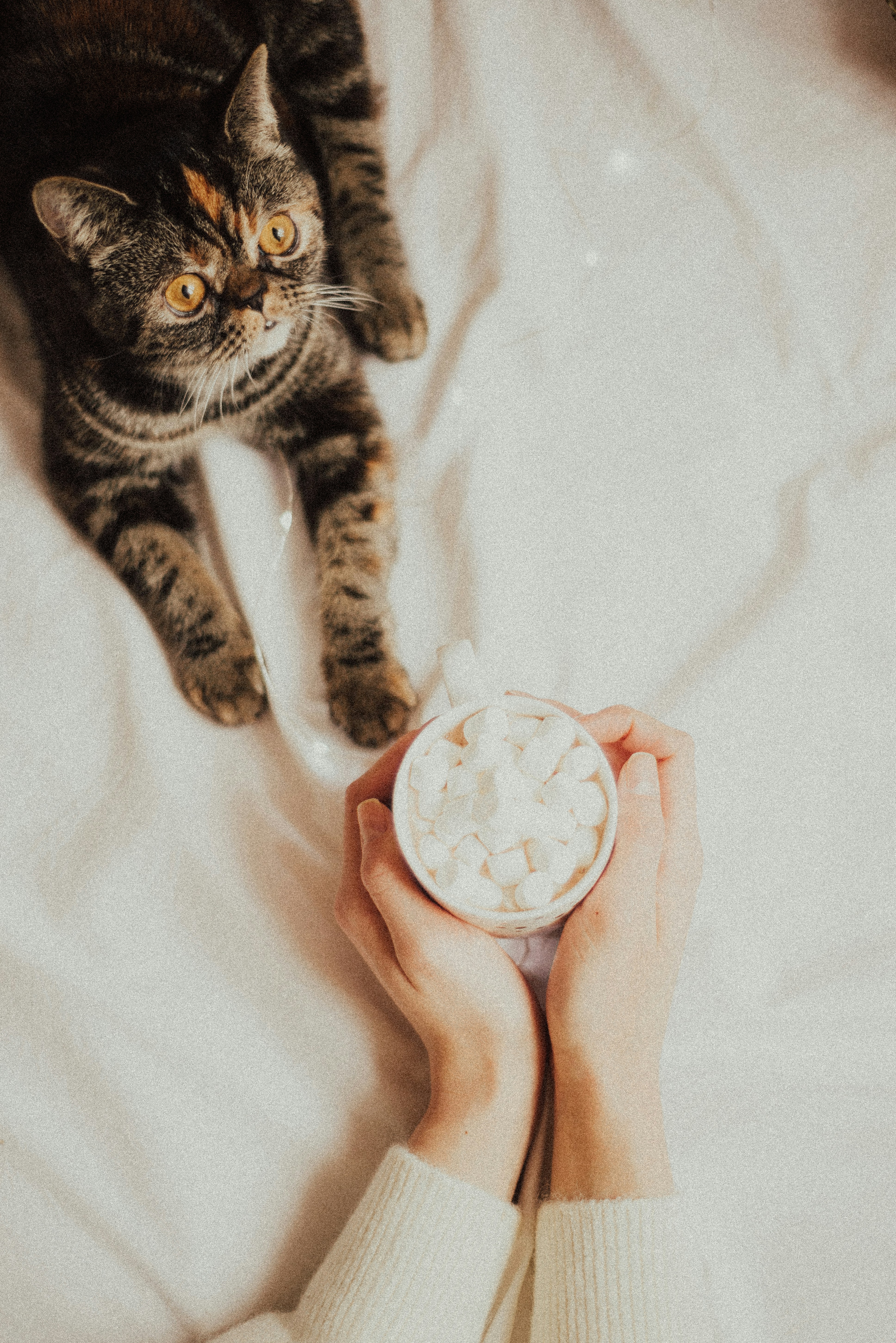 Cozy Cat and Hot Cocoa