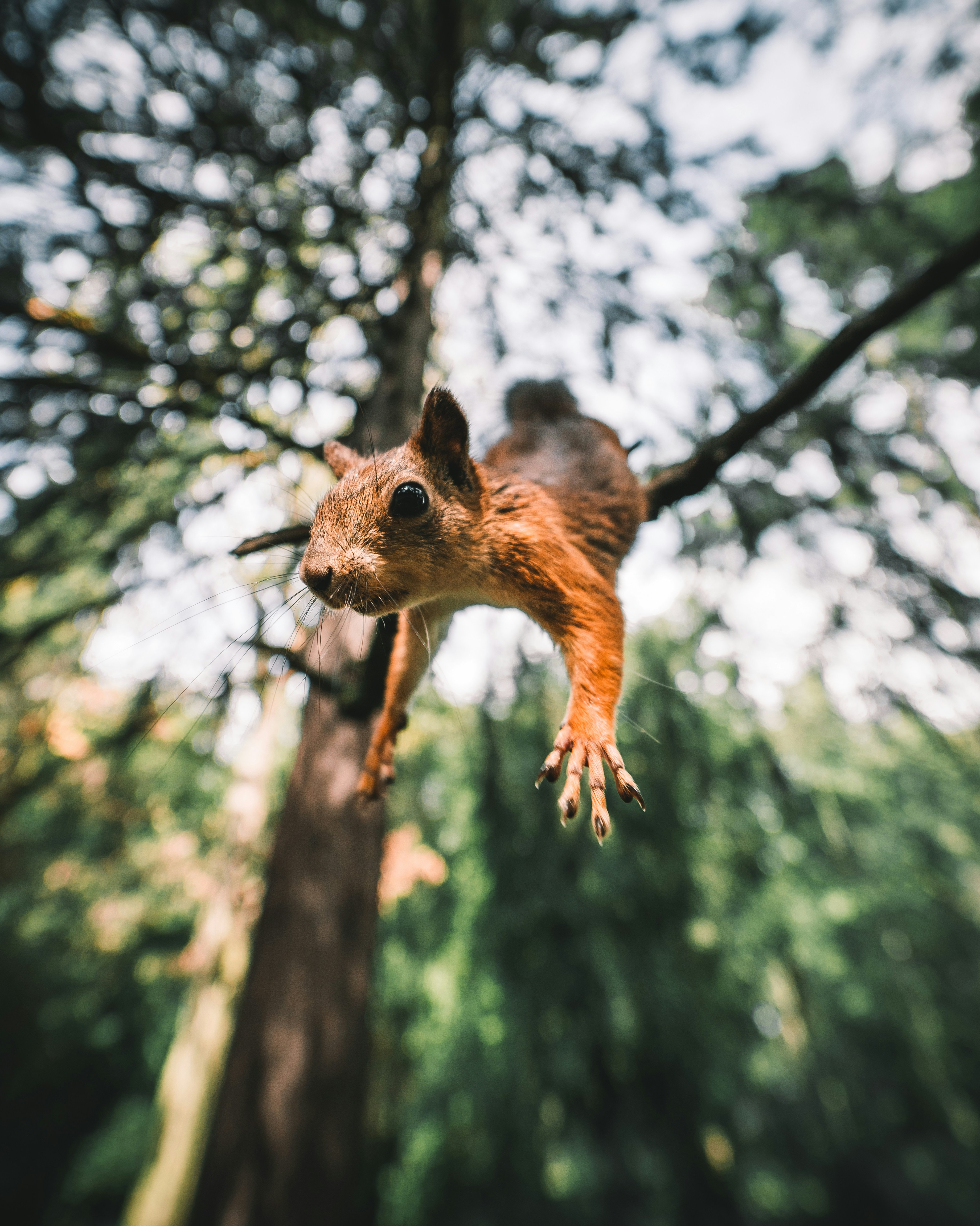 Red Squirrel Reaching Toward Camera