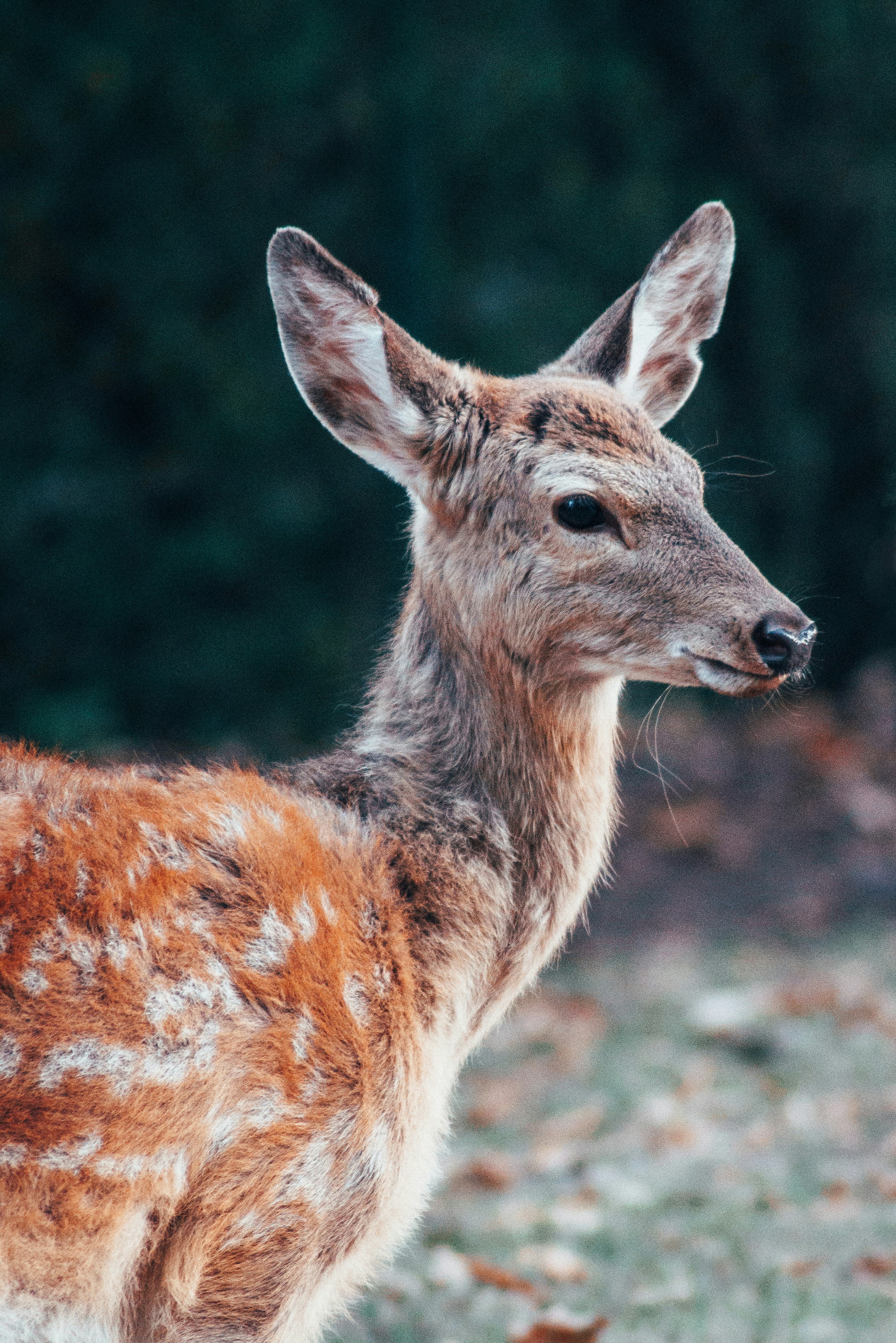Profile of Young Spotted Deer