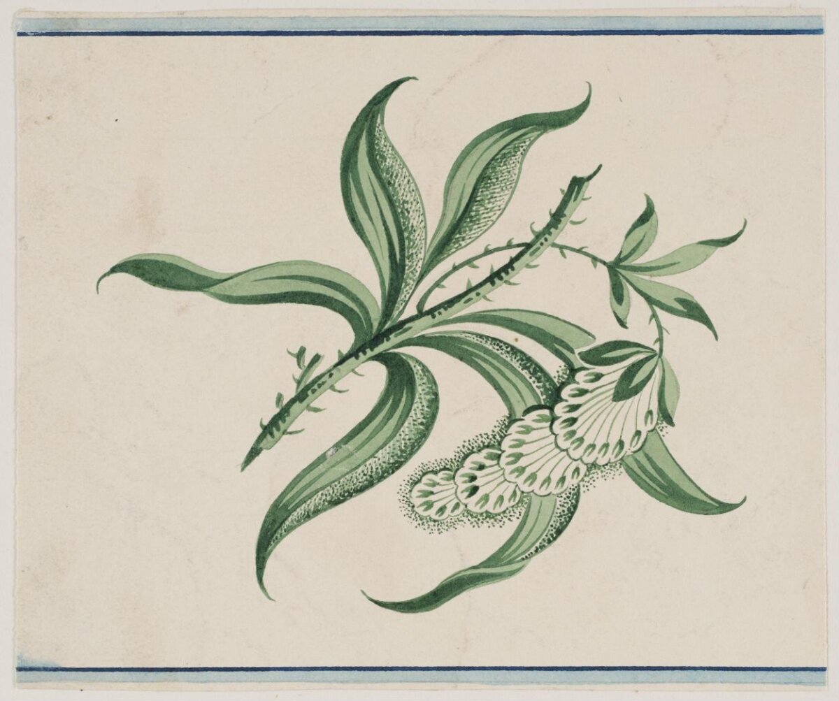 Hand-drawn Flowering Plant Sketch