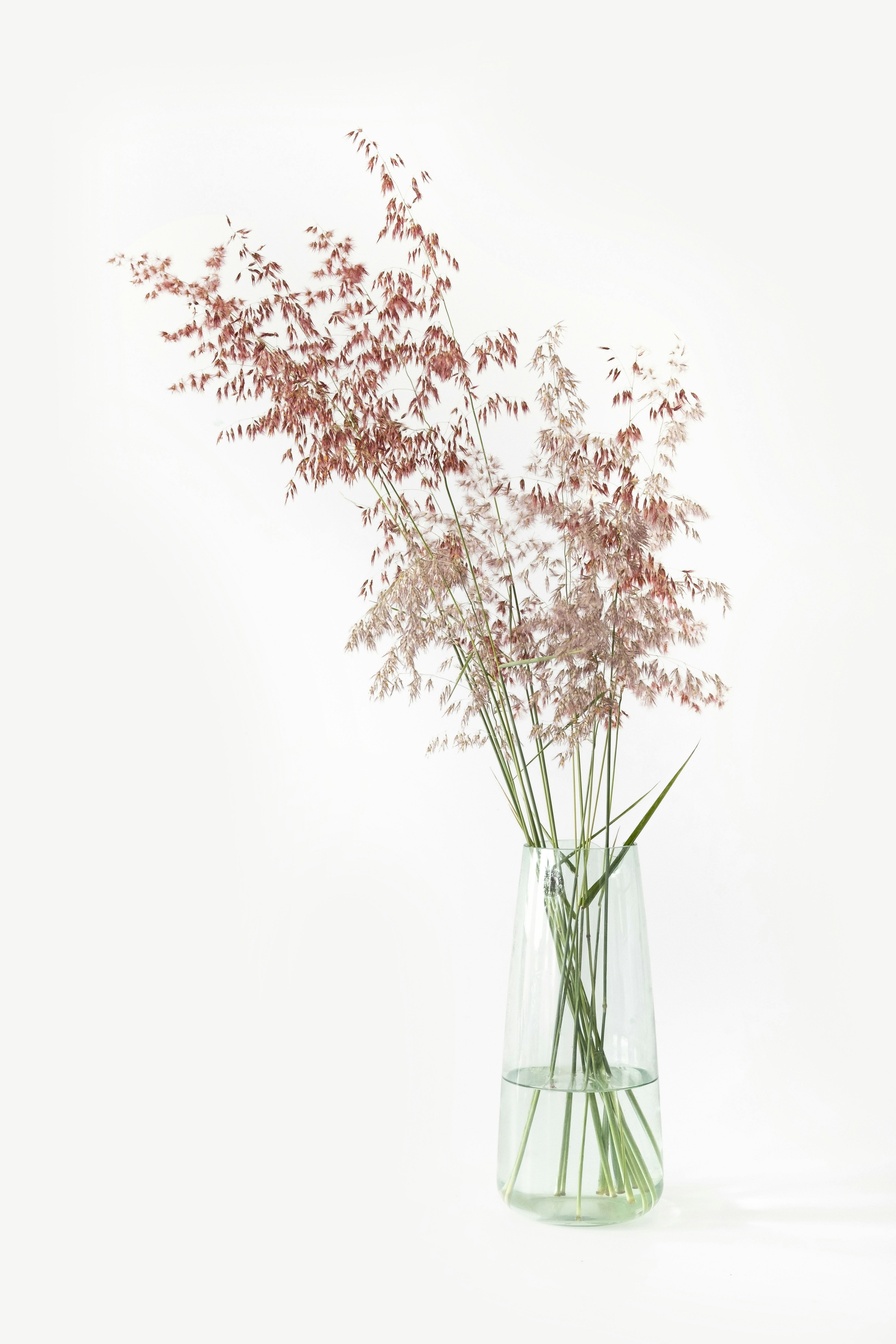 Red Wild Grass in Glass Vase