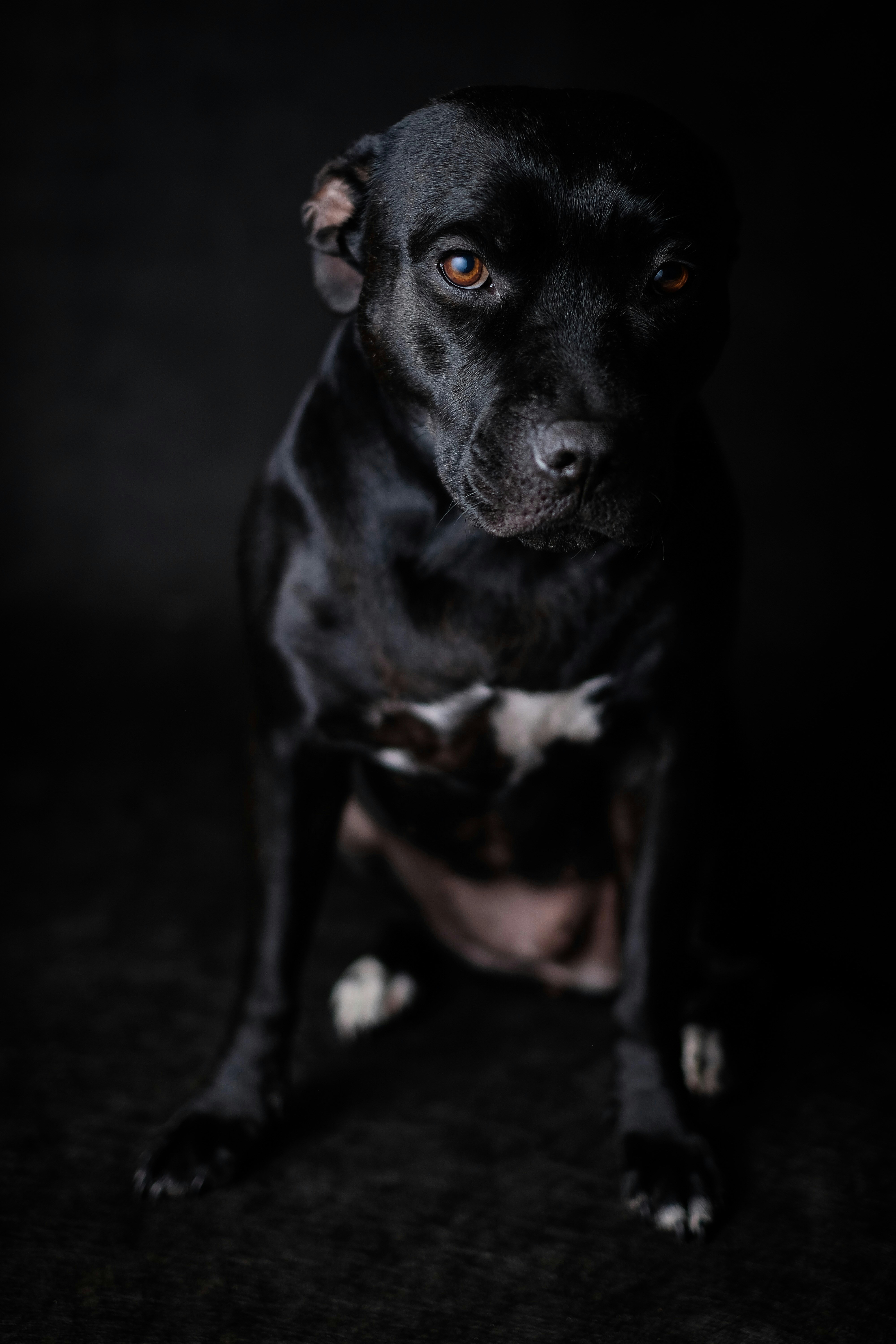 Black Dog Studio Portrait