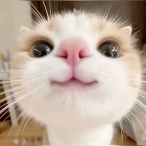 Close Up of a Cute Cat Face