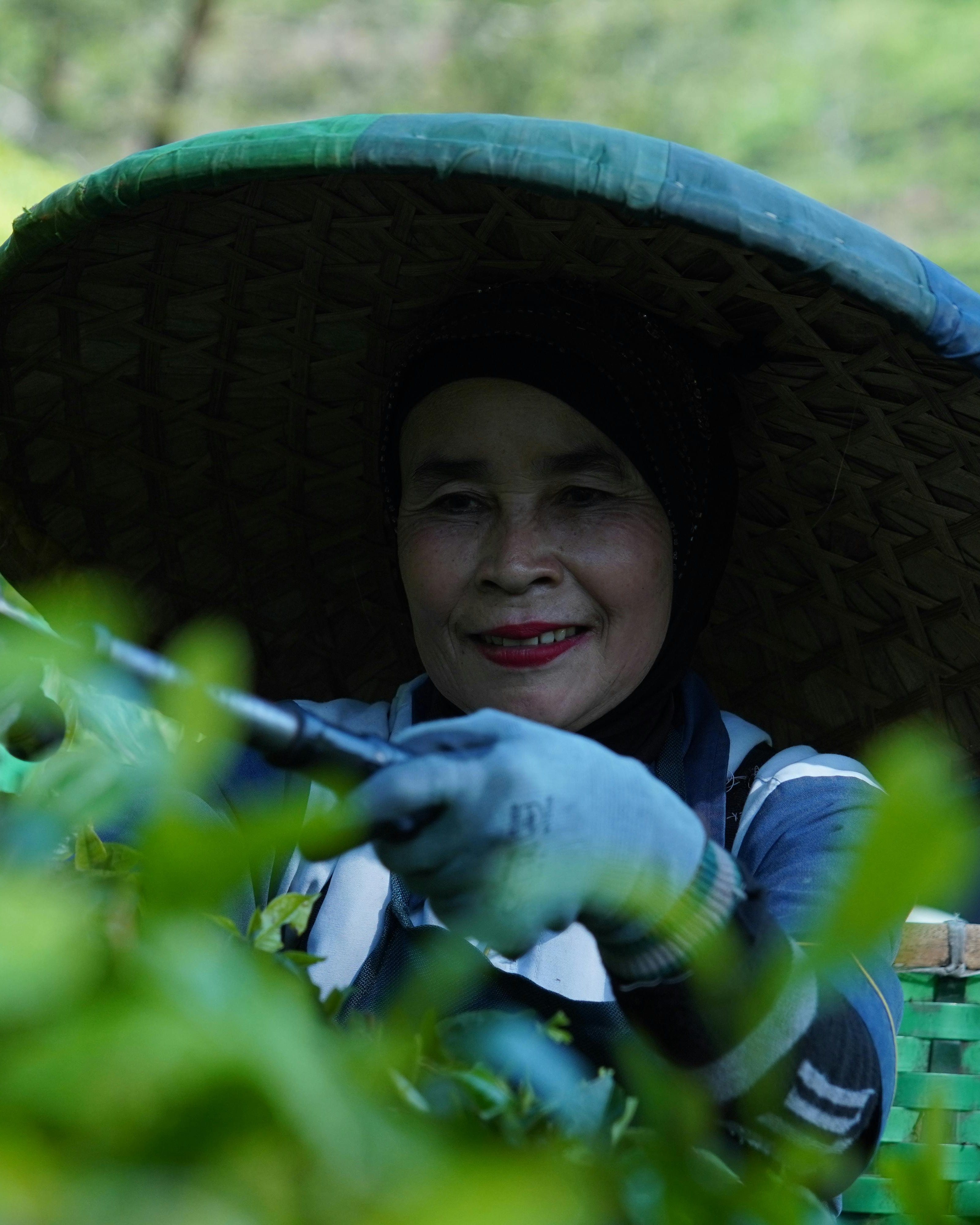 Tea Picker Working in Tea Plantation