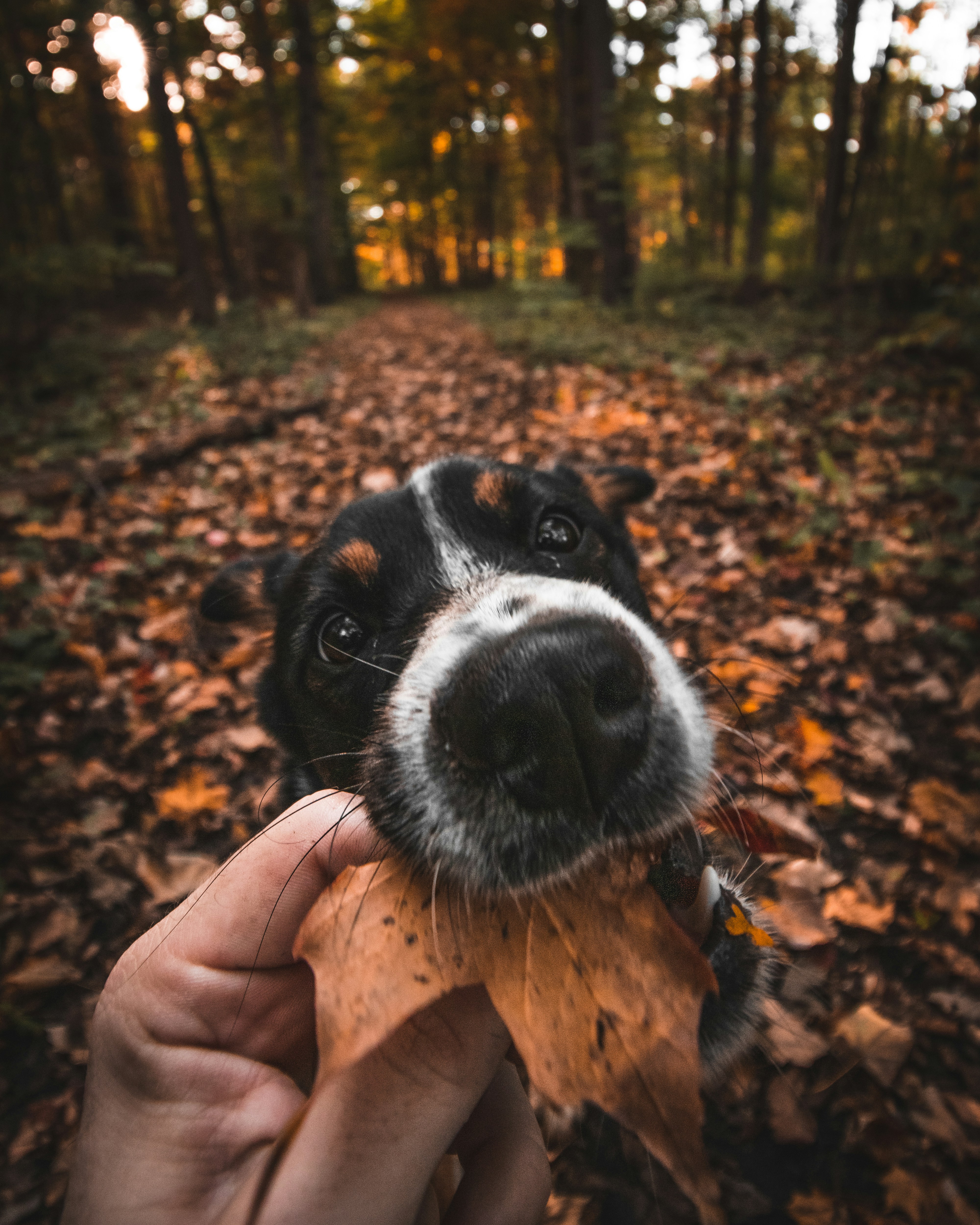 Dog With Leaf In Autumn Forest