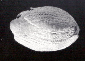 Ancient Carved Stone Scarab