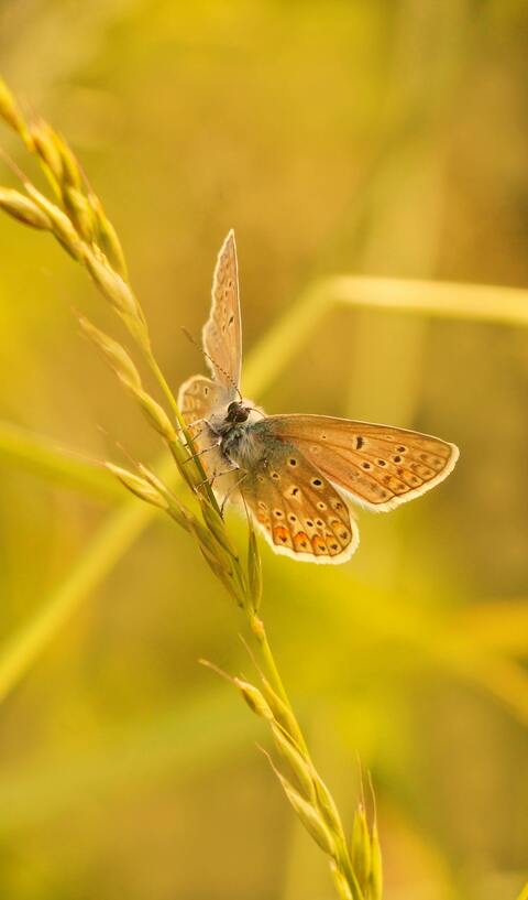Brown Butterfly Perched on Grass Stem
