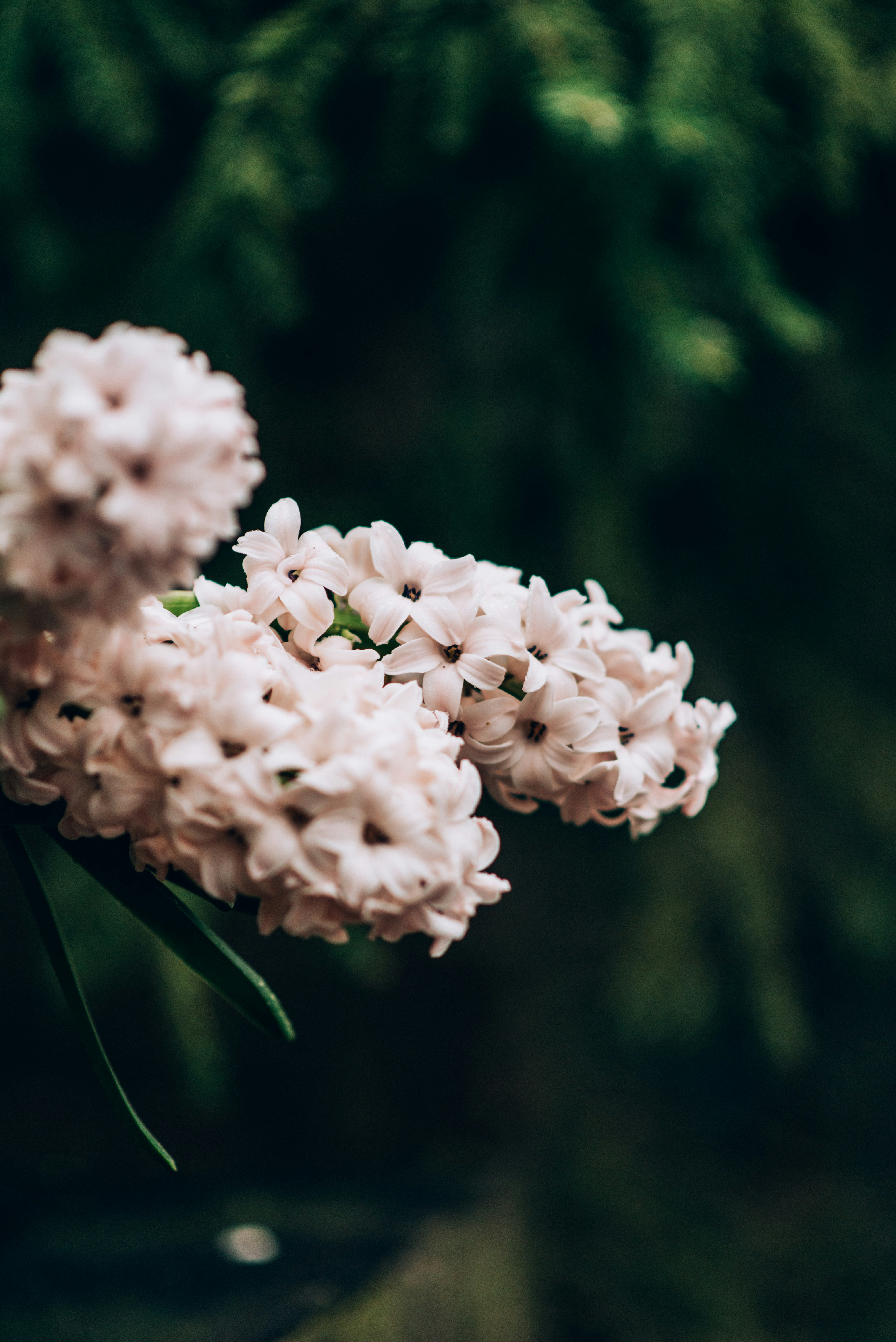 Pale Pink Hyacinth Flowers