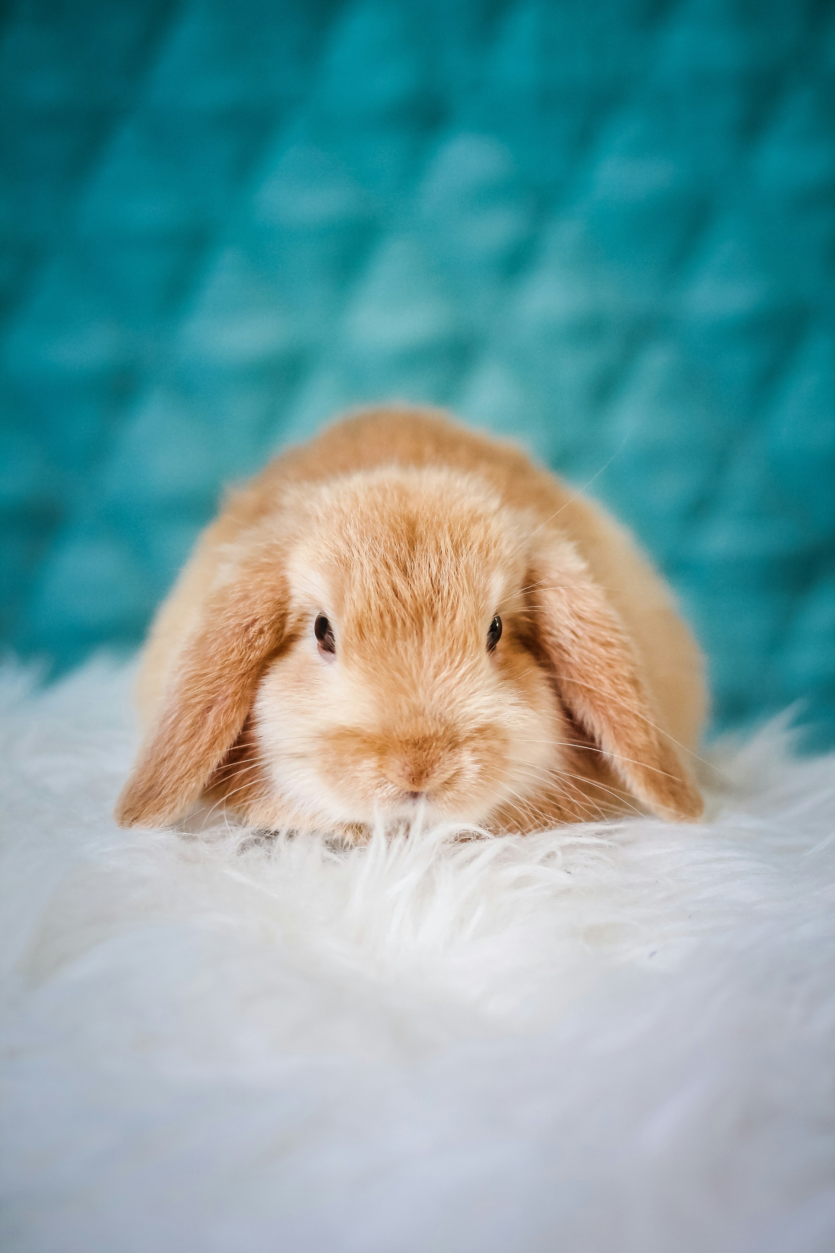 Fluffy Light Brown Lop-eared Rabbit