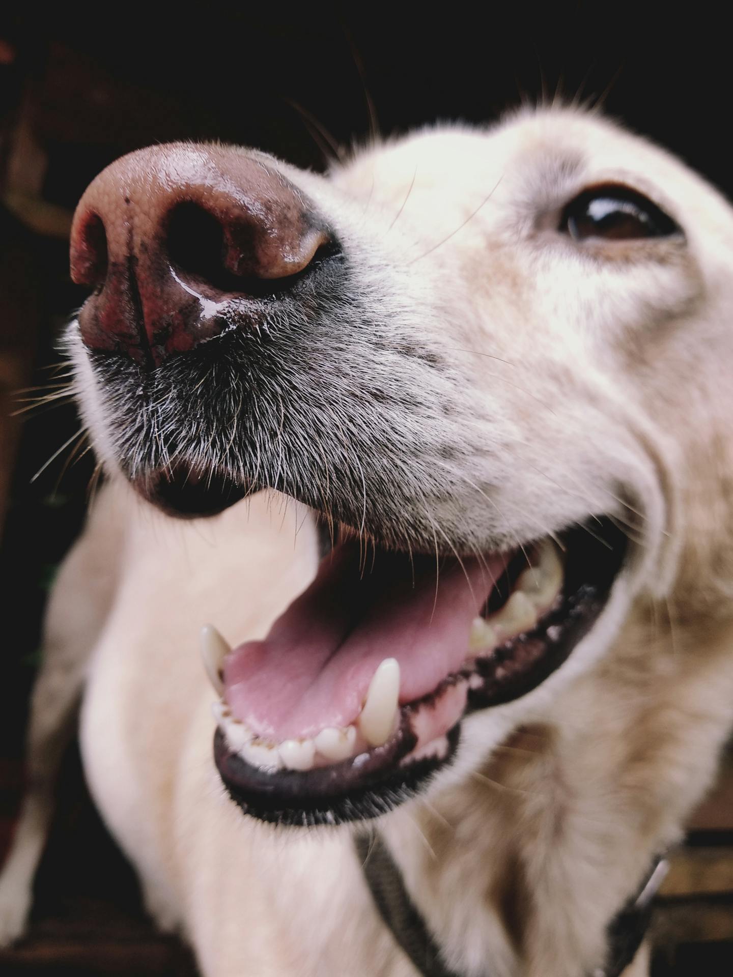 Close Up of a Happy Golden Retriever