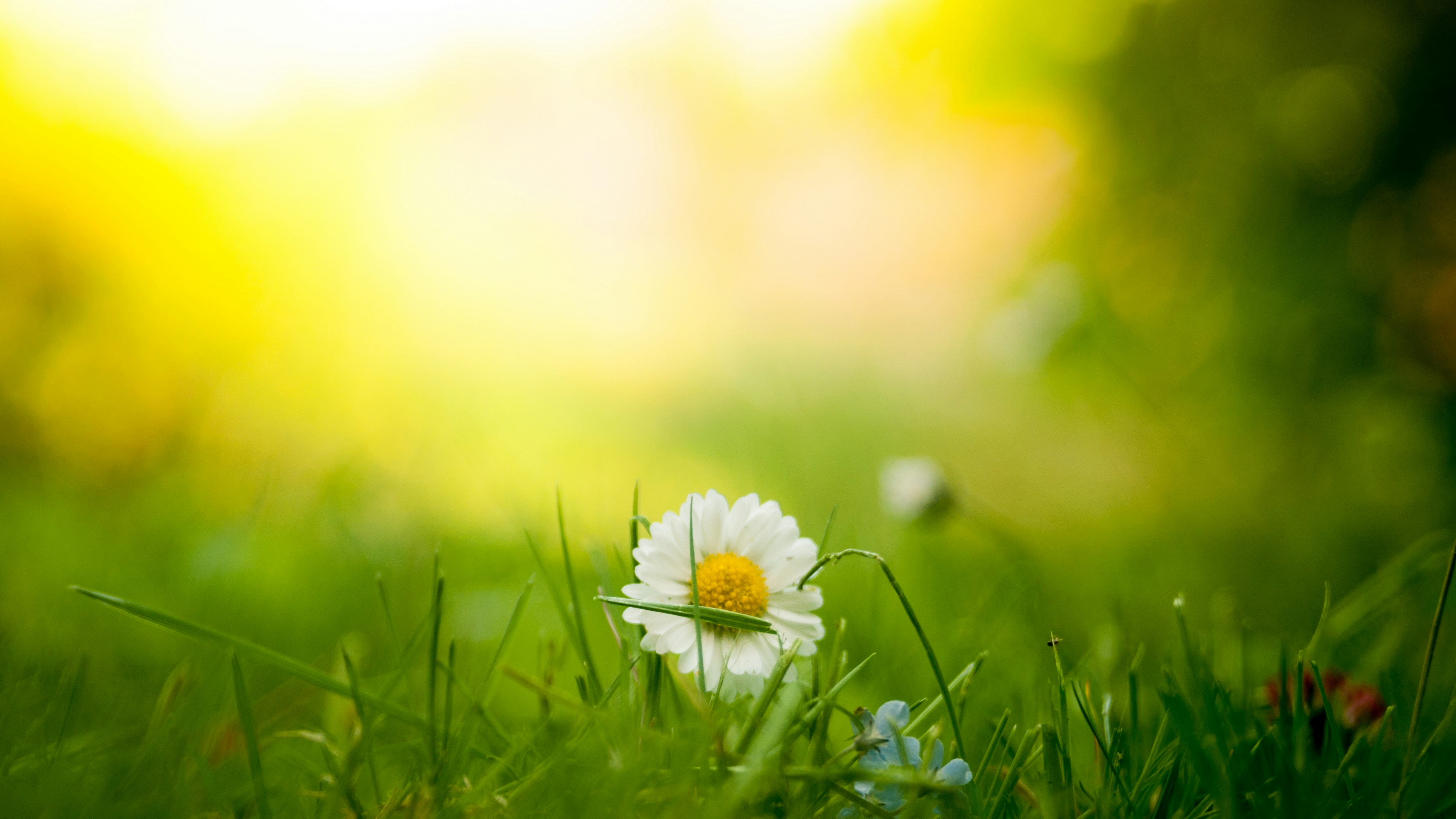 Daisy Growing in Green Grass