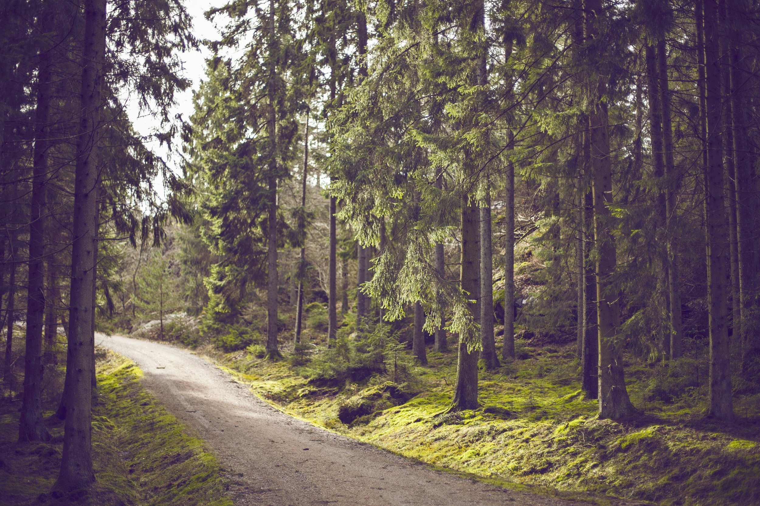 Winding Dirt Road in Forest