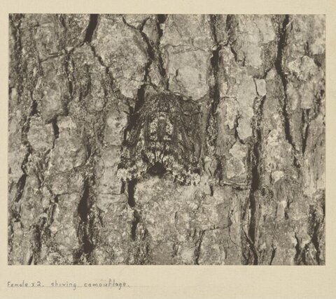Camouflaged Moth on Tree Bark