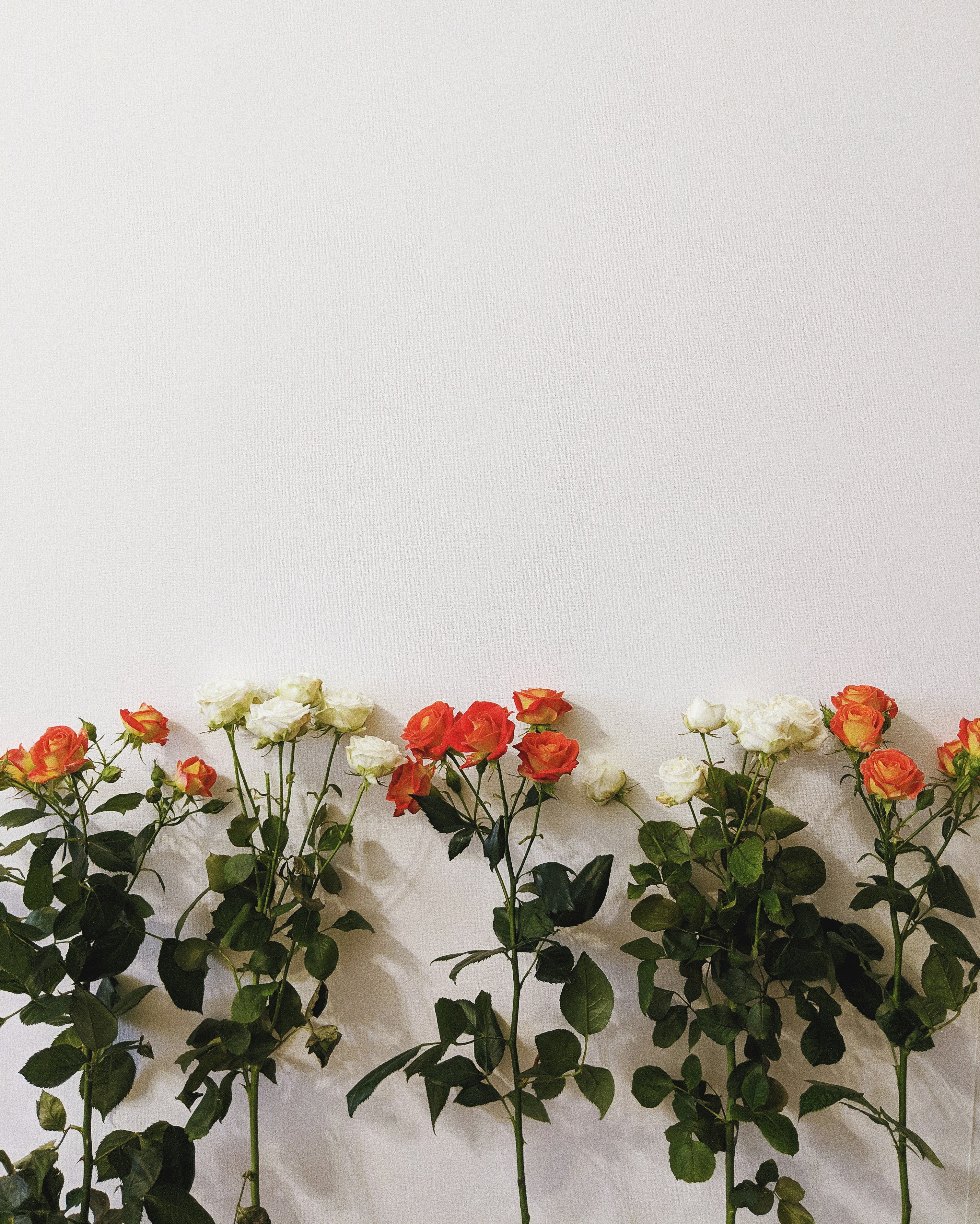 Fresh Roses Against Plain White Wall