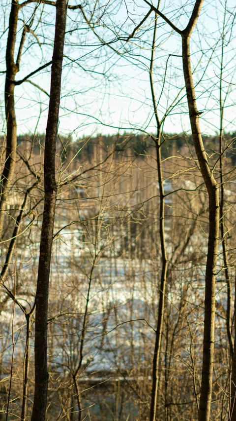 Bare Trees in Winter Woodland