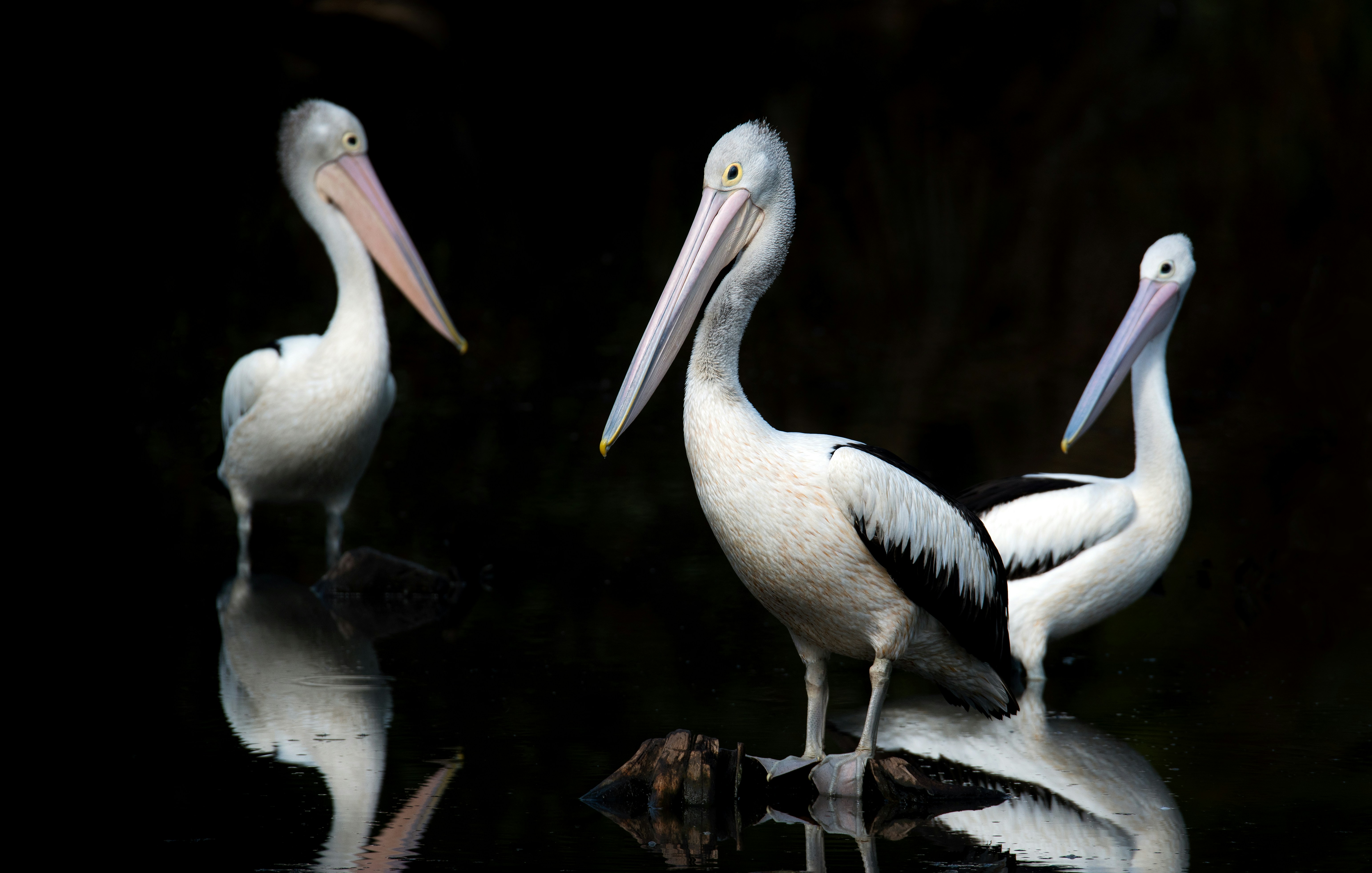 Three Pelicans in Calm Water
