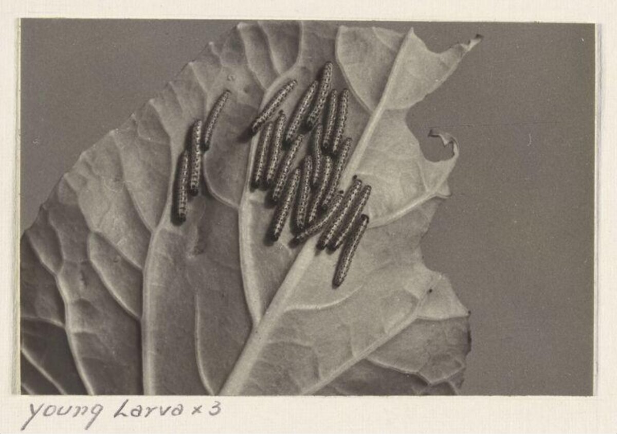 Young Larvae on Plant Leaf