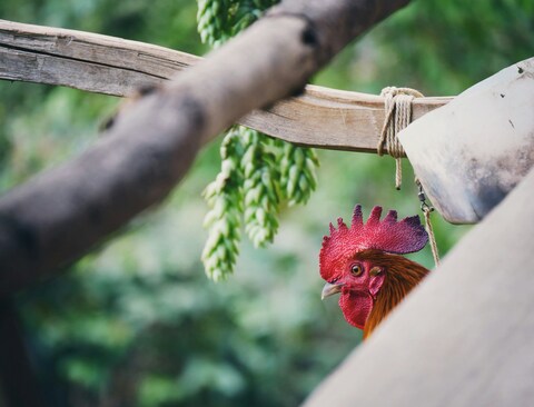 Rooster Peeking Behind Wooden Structure