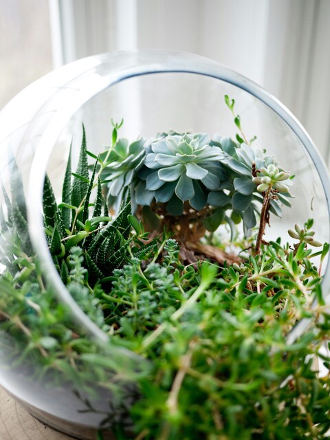 Glass Terrarium with Mixed Succulents