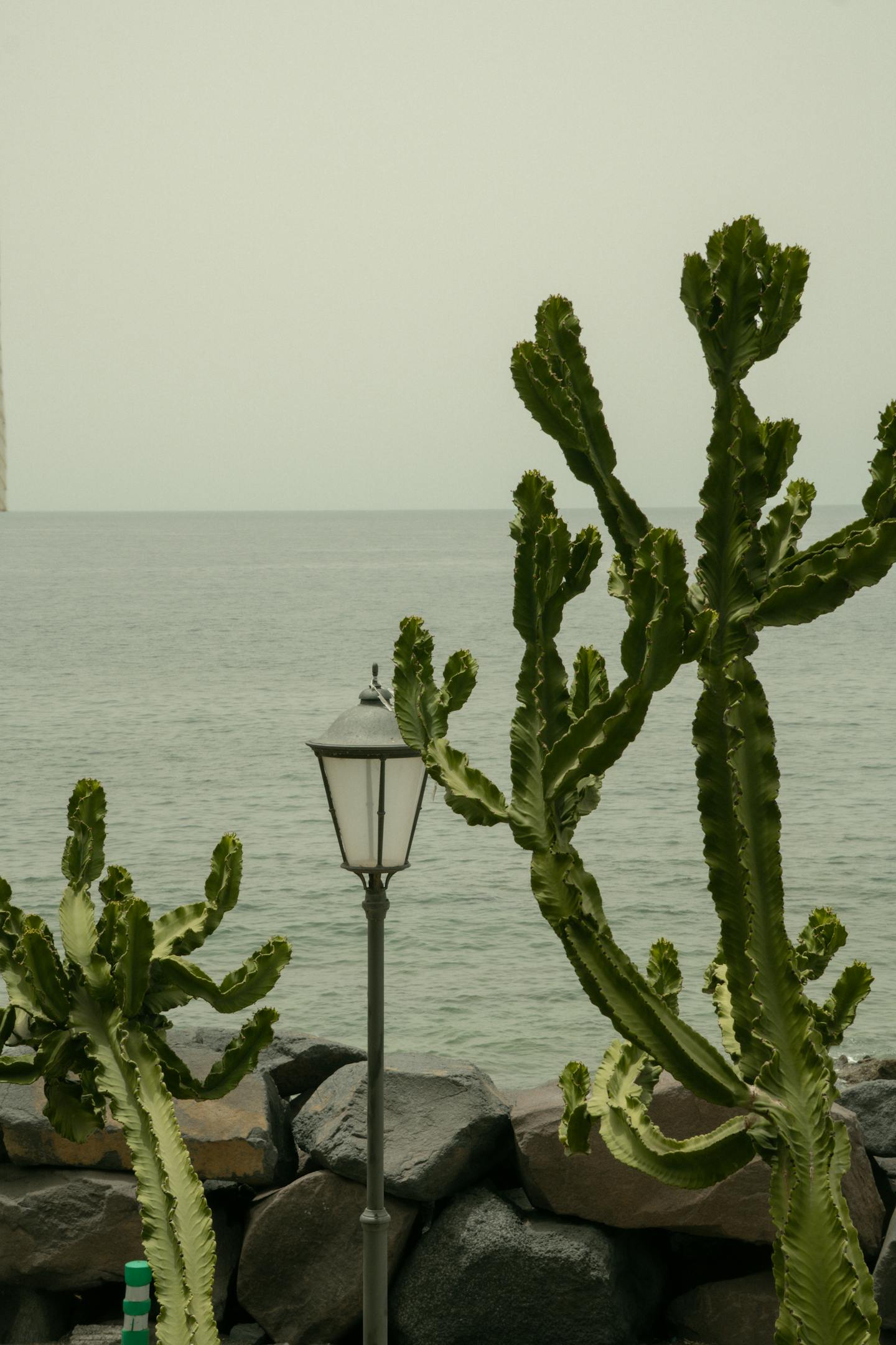 Cacti By The Calm Seaside