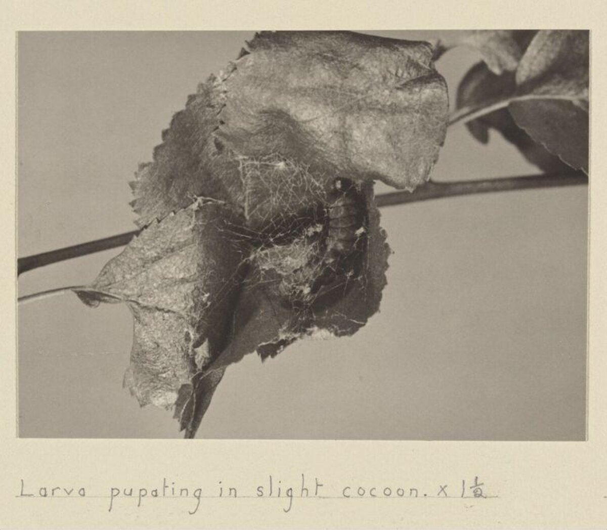 Larva Pupating in Slight Cocoon — Science