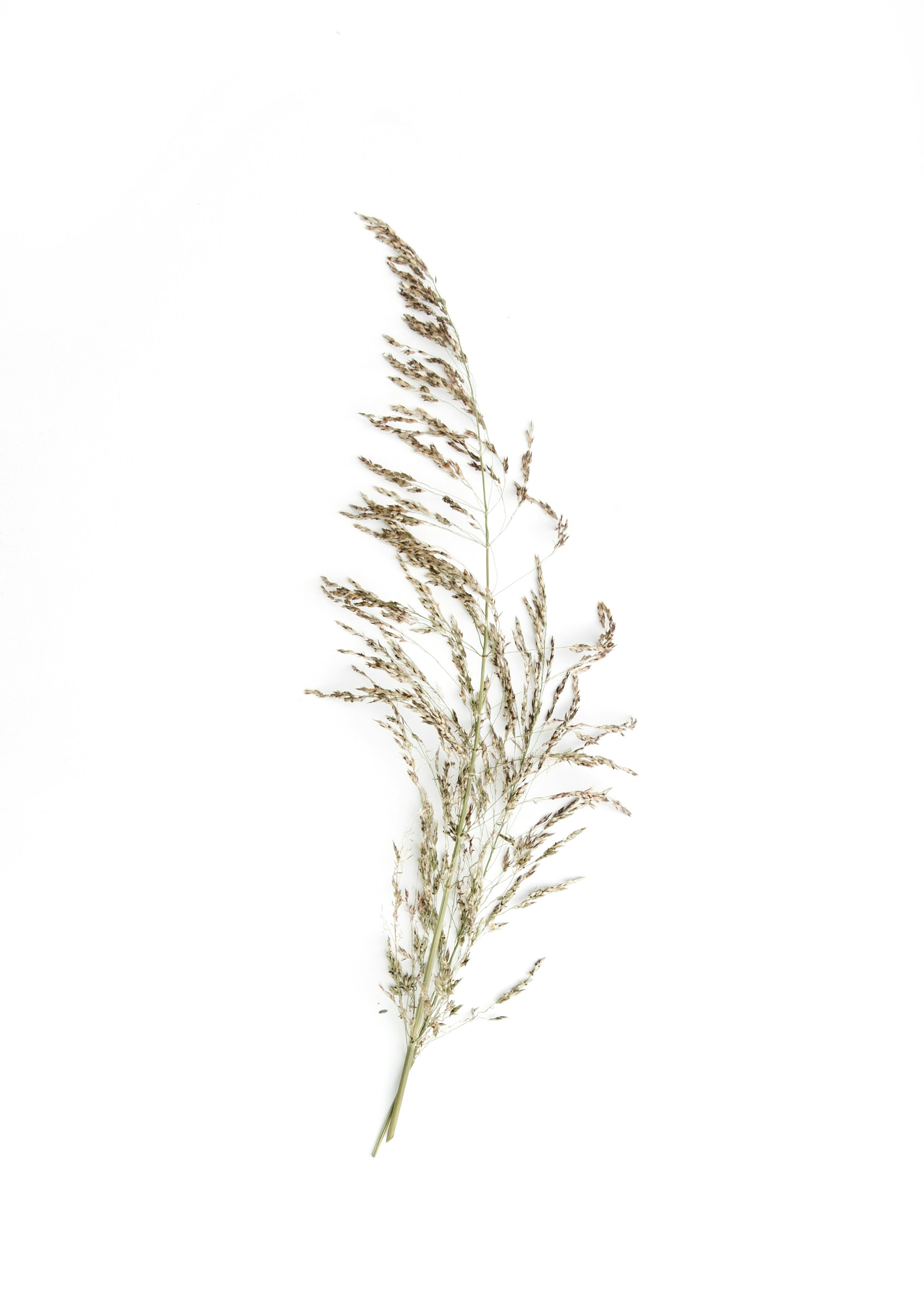 Dried Wild Grass on White Background